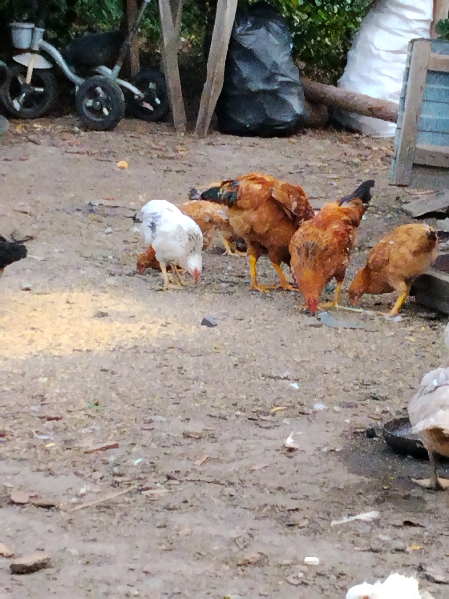 The image depicts a group of chickens foraging on a dusty, uneven ground surface. In the background, a three-wheeled cart with a metal frame and black tires is visible, along with several pieces of lumber, a black plastic bag, and a white bale or sack. Green foliage forms the backdrop. The scene appears to be an outdoor, possibly rural or semi-rural, setting in Ustyvytsia, Ukraine. The chickens are the primary subjects, engaged in pecking at the ground, with one white chicken in the foreground and several brown chickens behind it.