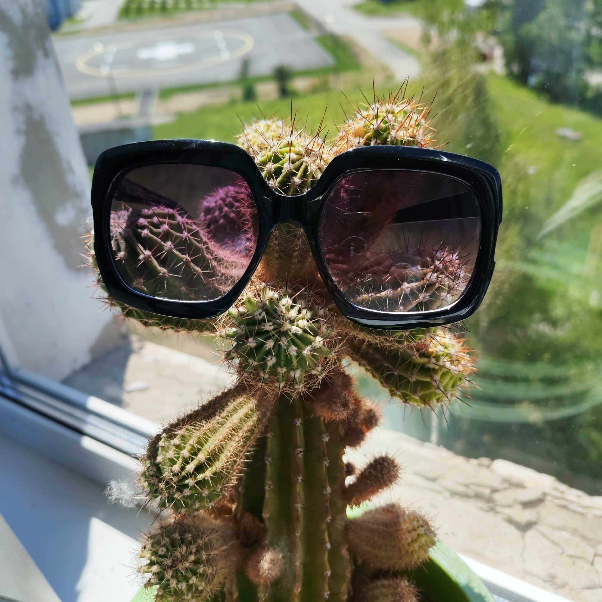 A cactus, wearing large black sunglasses, sits on a windowsill. The sunglasses are reflecting a blurred image of other cacti, possibly the same one. The cactus is green with sharp spines. The background outside the window is blurred, showing a light-colored surface with some markings and green vegetation. This appears to be a residential window in the city of Chaikovsky, Russia, given the context of the location.