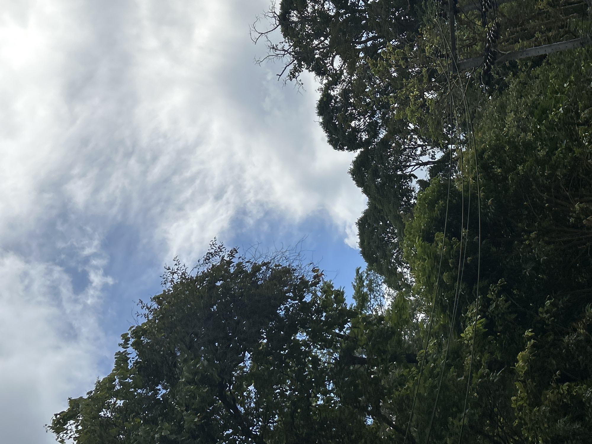 The image shows a view looking up at the sky through dense green foliage of trees in Kathu, Thailand. The sky is partially covered with wispy white clouds against a blue background. Several horizontal utility lines are visible strung between poles, crossing through the frame from left to right, partially obscured by the leaves. The trees are lush and green, with some bare branches also visible. The overall impression is that of a natural setting within a populated area, likely a residential or semi-rural zone.