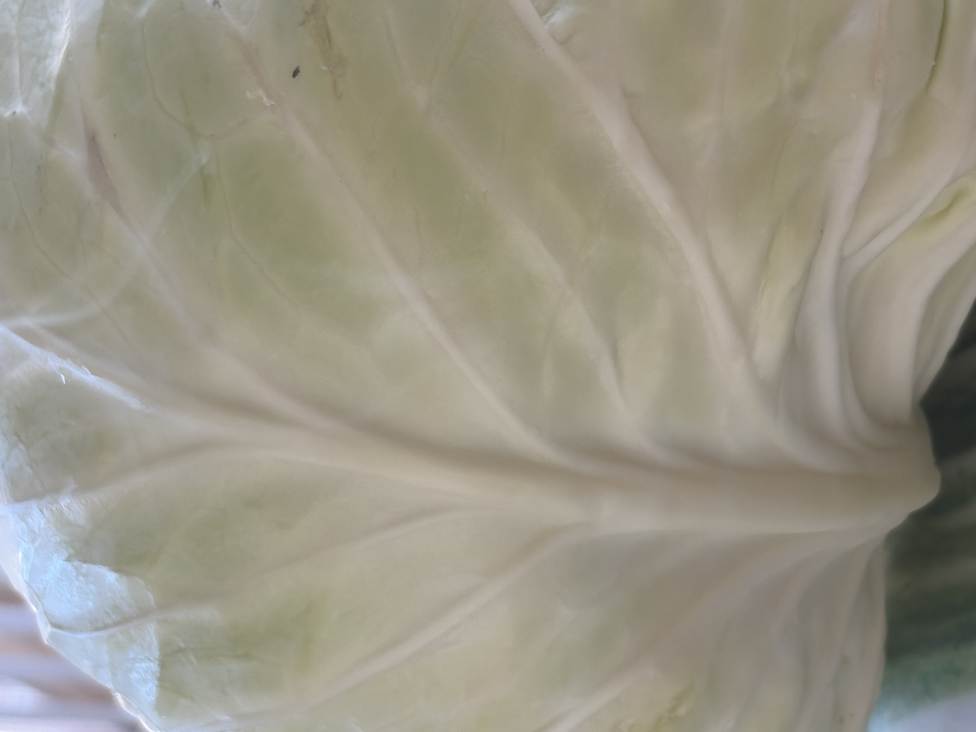 The image is a close-up, abstract shot of a pale green cabbage leaf, showing the intricate veining and texture of the vegetable. The lighting is soft and diffused, highlighting the smooth, waxy surface of the leaf. The focus is entirely on the organic form of the cabbage, with no background or environmental context visible. The image does not depict any location in the city of Athens, Greece, nor does it contain any people, actions, or interactions.