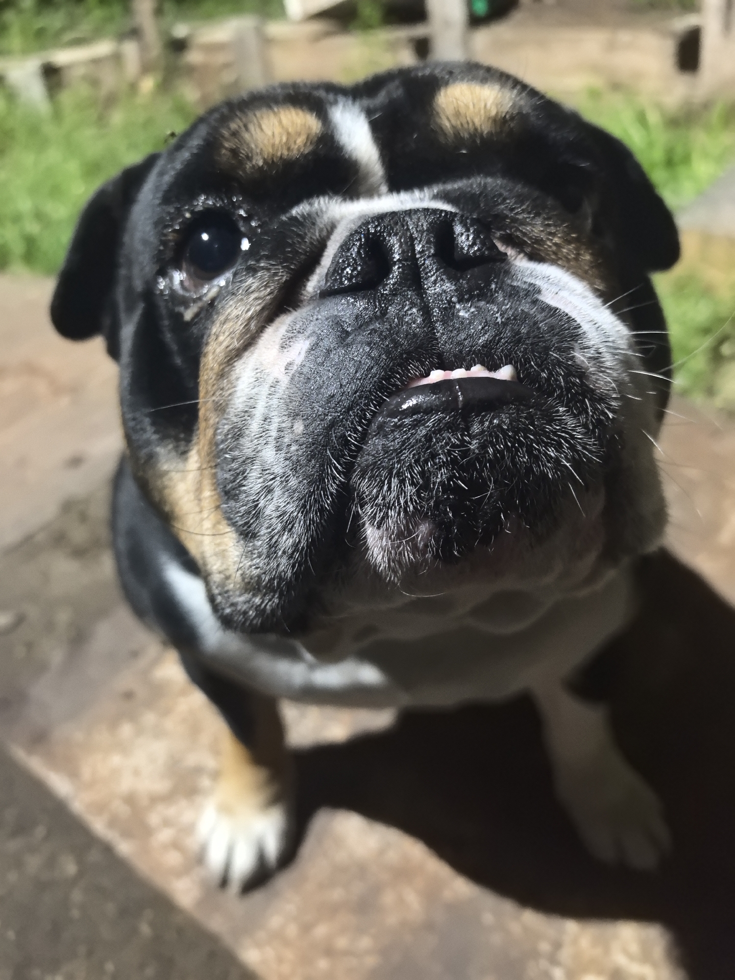 A close-up, low-angle shot features a black, white, tan, and brown Bulldog. The dog is facing forward, with its head and upper body filling the frame. The dog's tongue is slightly visible. Behind the dog, there is some greenery visible. The surface beneath the dog appears to be concrete or stone. The lighting suggests an outdoor environment, possibly during evening or twilight hours. The city of Noviy, Russia, is not discernible.