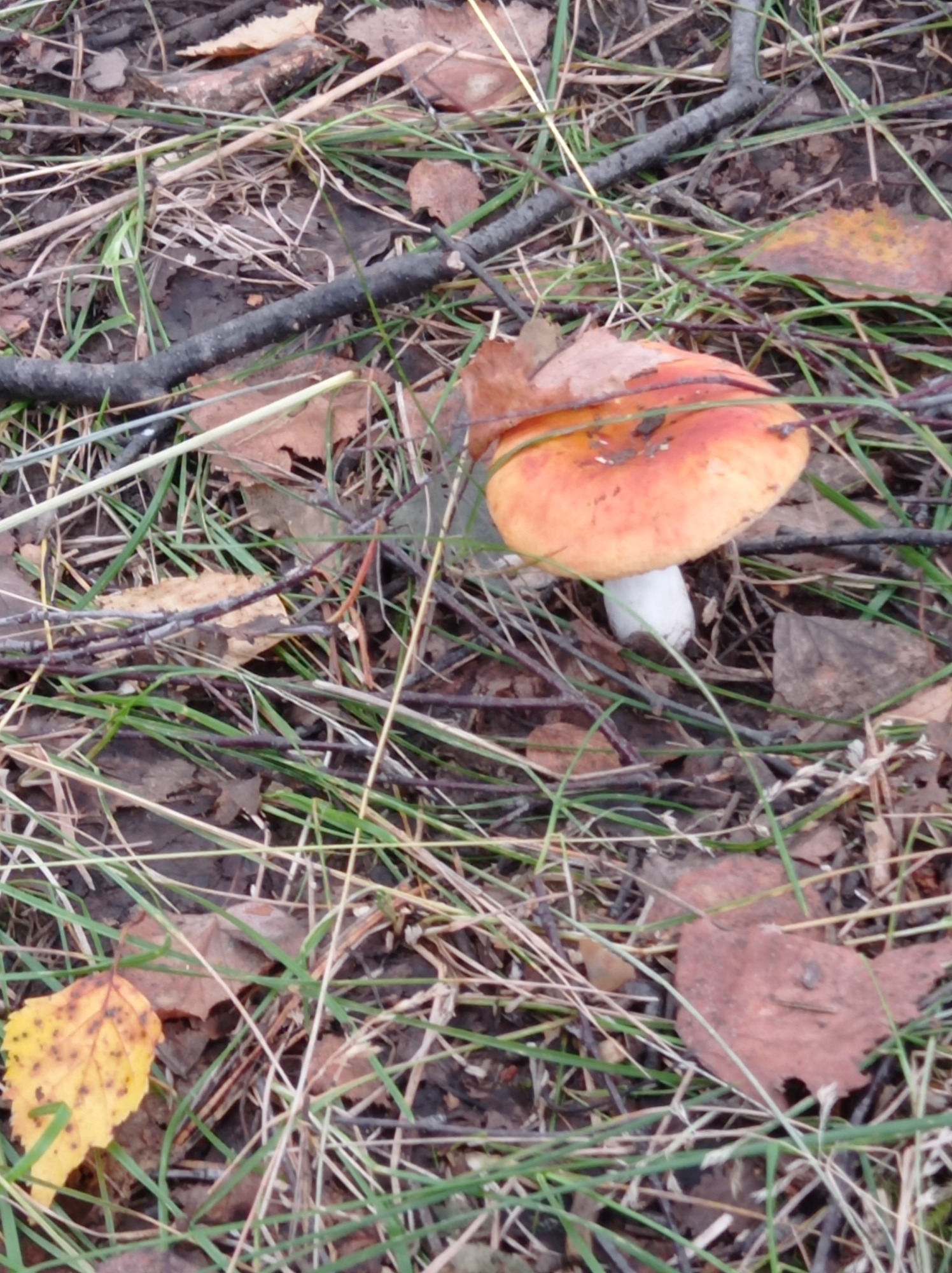 The image depicts a forest floor in Degtyarsk, Russia, with a single red-capped mushroom prominently featured. The mushroom has a bright orange-red cap with some darker speckling and a white stem. It is surrounded by dry grass, fallen leaves, and twigs. A small yellow leaf with dark spots is visible to the lower left of the mushroom. The overall scene suggests an autumnal forest environment.