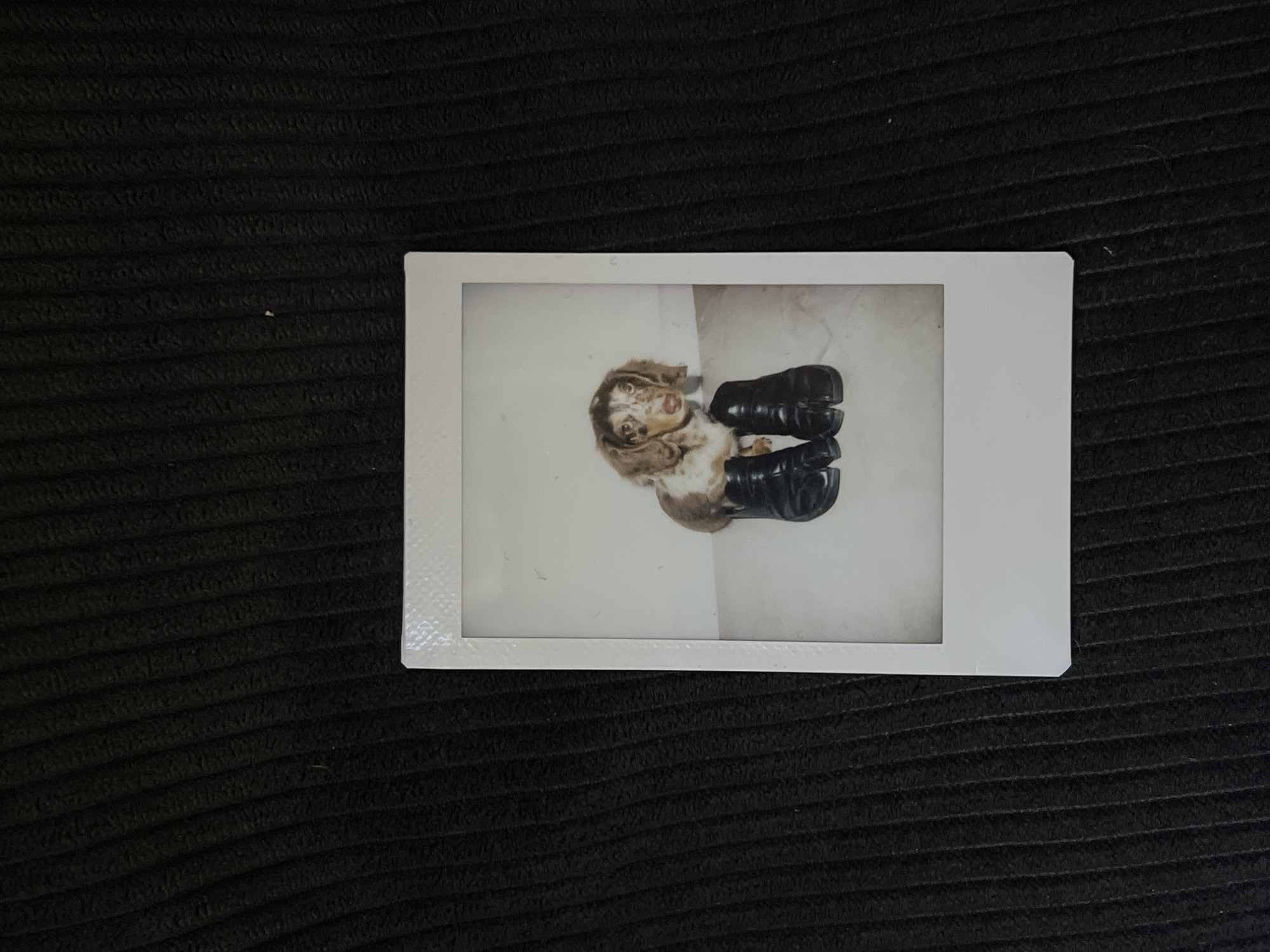 A dapple-colored dachshund, wearing a pair of black boots, is positioned on a light-colored surface, possibly a floor. The dog's front paws are placed inside the boots, giving the appearance of it wearing them. The background is a textured, dark material, possibly fabric. The image is presented as a Polaroid photograph. The scene is not located in Tel-Aviv, Israel.