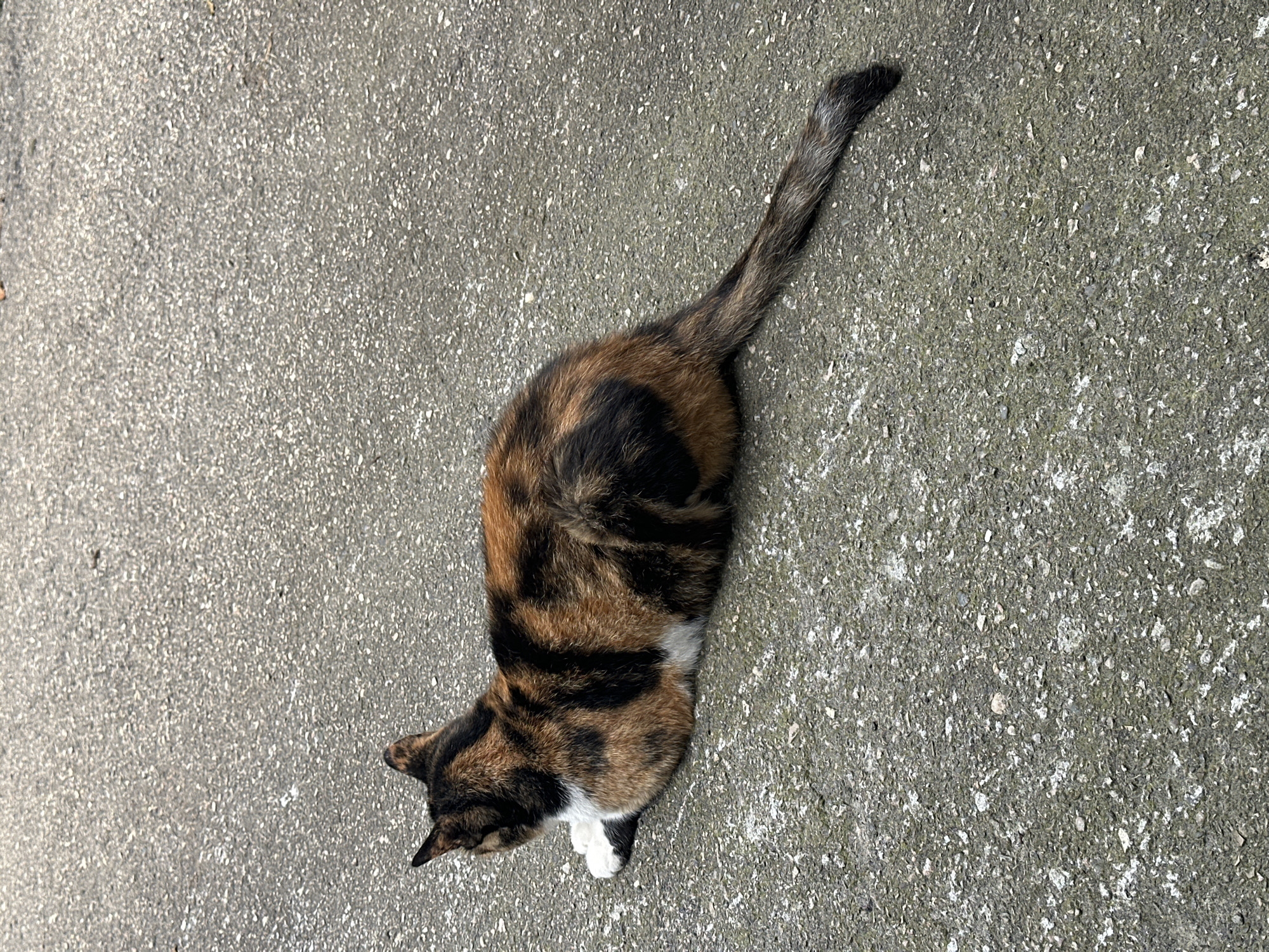 A calico cat is lying on an asphalt surface. The cat is oriented with its head facing left and its body extending to the right. Its fur displays a mottled pattern of black, orange, and white. The cat's tail is extended behind it, resting on the asphalt. The ground is a rough, gray asphalt surface with visible aggregate. There are no people or other animals in the image. The scene appears to be outdoors in a city environment, possibly a street or sidewalk. There is no specific information to indicate the location as Yessentuki, Russia.