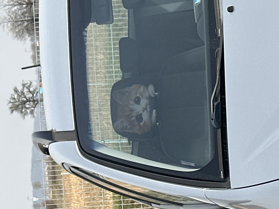 A static, eye-level photograph depicts the front-left section of a light-colored vehicle, likely silver, parked in Jestetten, Germany, under an overcast sky. A prominent decorative item resembling the head of an orange and white tabby kitten with large dark eyes is visible through the front windshield, positioned atop the headrest of the front passenger seat. The kitten's face is rendered realistically, possibly a cushion or cutout. A roof rack is partially visible above the driver's side window. Windshield wipers rest at the base of the windshield. In the background, a brown-orange fence separates the vehicle's immediate surroundings from an open field. Beyond the field, several bare deciduous trees are visible on a distant horizon, indicating a colder season. No individuals are present in the frame, and no actions are occurring.