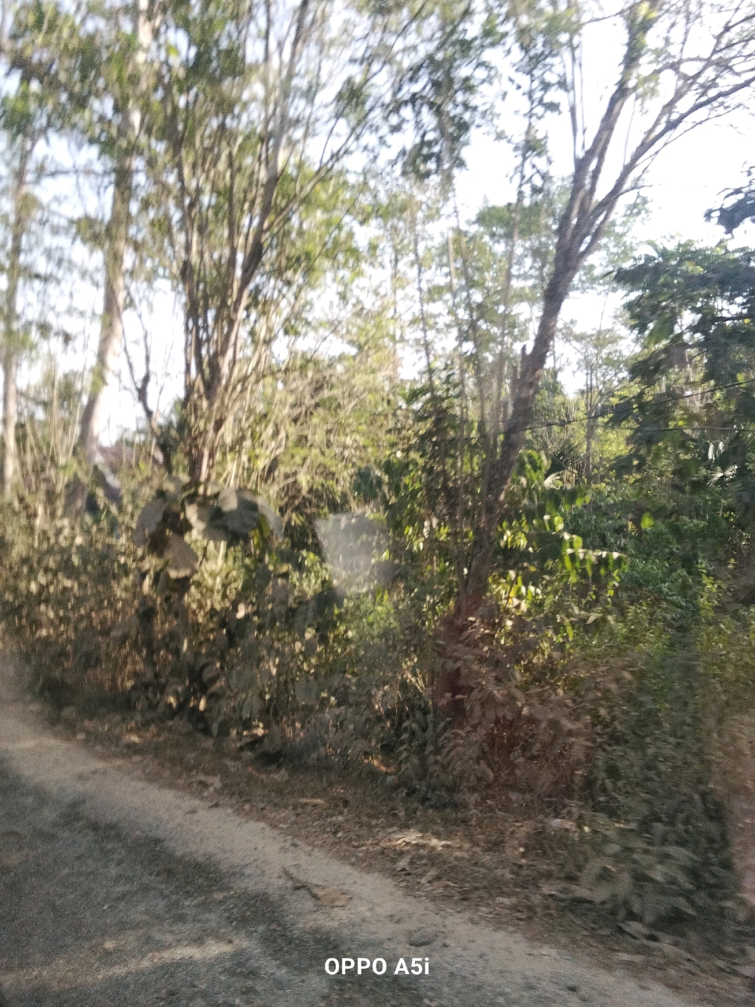 The image depicts a view of a dirt road curving through a densely vegetated area, likely in Tabanggele, Indonesia. Tall trees with sparse foliage and undergrowth dominate the scene, with dappled sunlight filtering through the leaves. The road surface appears to be a mix of dirt and small stones. The overall impression is one of a natural, rural environment. The bottom right corner of the image contains text that reads "OPPO A5i", indicating the phone model used to capture the photograph. There are no people or animals visible in the image.
