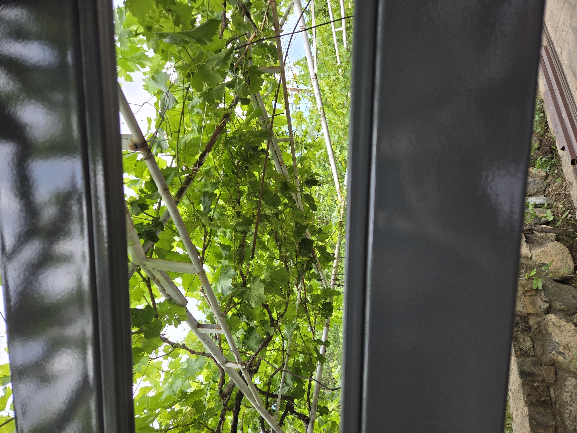 The image shows a view of grapevines growing on a trellis, seen through a gap between two dark gray metal beams. The grapevines are lush and green, with many leaves and small clusters of immature grapes. The trellis appears to be made of metal poles and wires. In the background, the sky is visible, suggesting it is daytime. To the right of the metal beams, there is a stone wall and some vegetation. The perspective is from below, looking up into the canopy of the grapevines. No people or text are visible in the image.