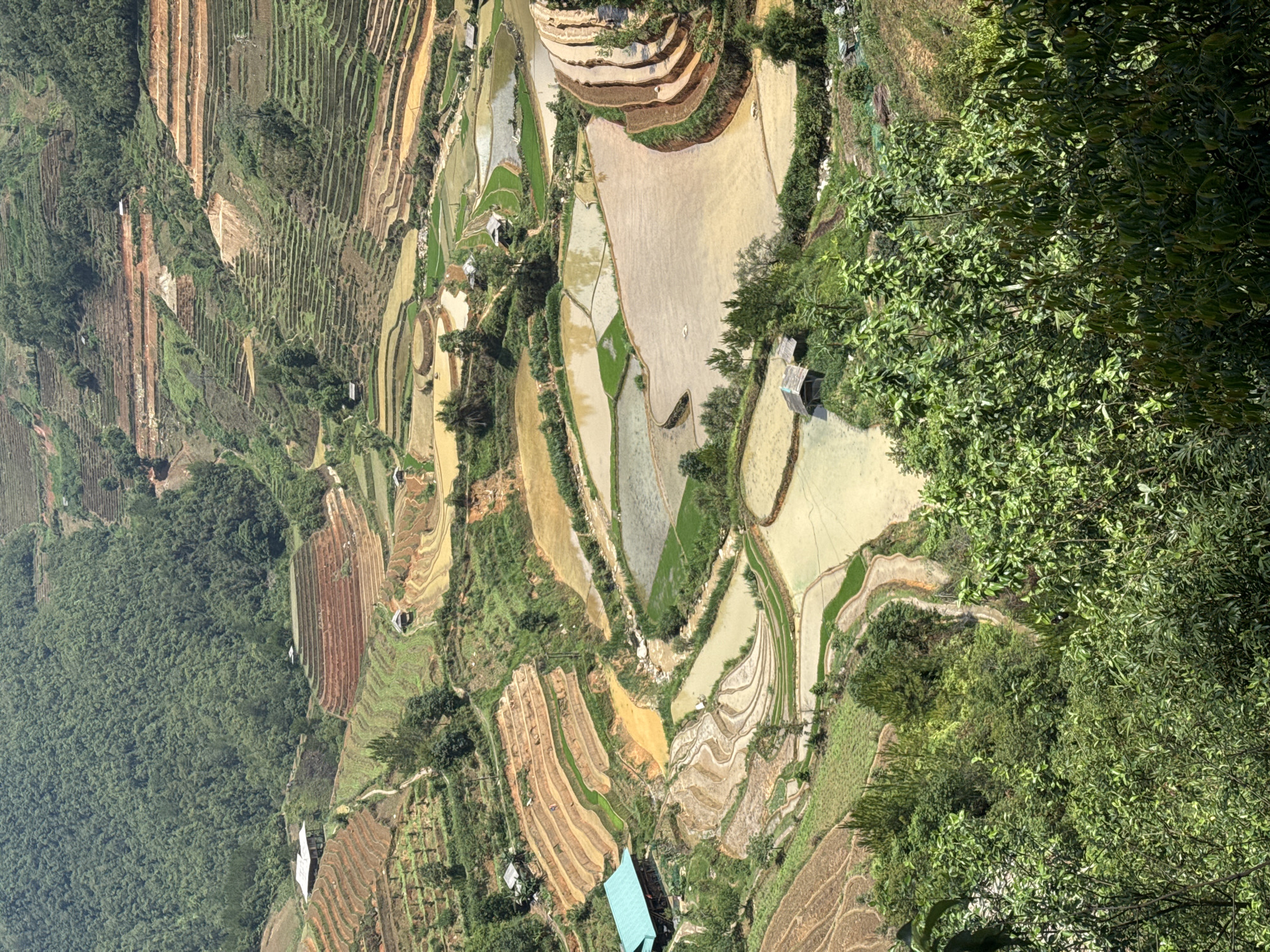The image depicts an aerial view of terraced rice fields in Ngã Ba Kim, Vietnam. The fields are sculpted into the hillsides, showcasing varied shades of green, brown, and tan due to different stages of cultivation or soil types. Some areas are flooded with water, creating a shimmering effect, while others are densely planted with rice. Lush green vegetation, including trees and shrubs, borders the terraced fields, contributing to the vibrant landscape. Scattered structures, possibly farmhouses or shelters, are visible among the terraces and vegetation. A building with a blue roof is prominent in the foreground. The overall impression is a cultivated landscape harmoniously integrated with the natural environment.