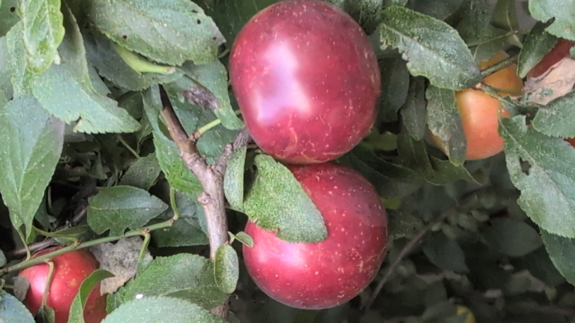 In the city of Izmail, Ukraine, two ripe red plums hang from a tree branch, nestled among lush green leaves. To the left of these plums, another red plum is partially visible, hinting at a cluster of fruit. In the background, a single orange-yellow fruit, likely another plum or a related fruit, is partially obscured by leaves. The overall scene depicts a fruit-laden tree in its natural setting.