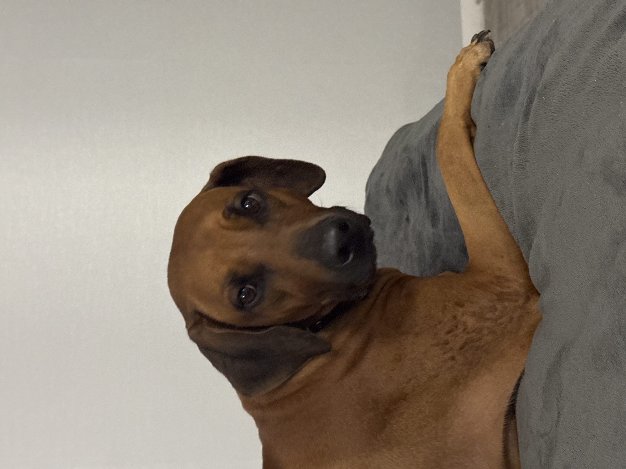 A close-up, slightly rotated, indoor shot features a reddish-brown dog with dark ears, gazing intently at the camera. The dog's paw rests on a grey, plush surface, possibly a couch or blanket. The background consists of a plain white wall. The location in Nizhny Novgorod, Russia is not evident from the given visual information.