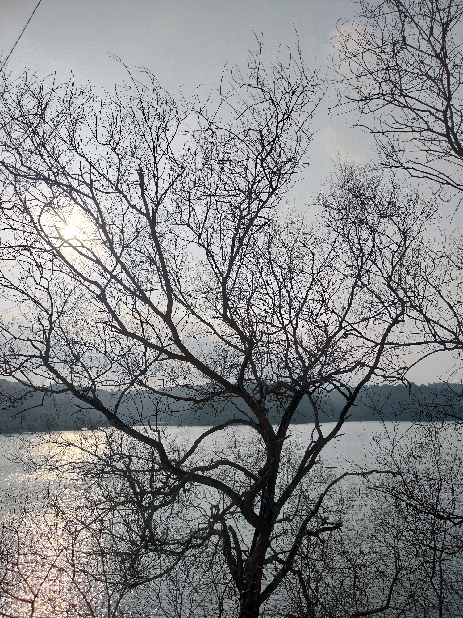 A silhouetted view of bare trees against a pale, overcast sky frames a body of water. The sun is visible through the branches of the foreground tree, casting a shimmering reflection on the water's surface. In the distance, a tree line is visible on the opposite bank. The scene is devoid of people or any discernible human activity. The location is the Riau Islands Province, Indonesia, specifically Batam, likely near a coastal area or a large lake, given the presence of such a substantial body of water and surrounding vegetation.