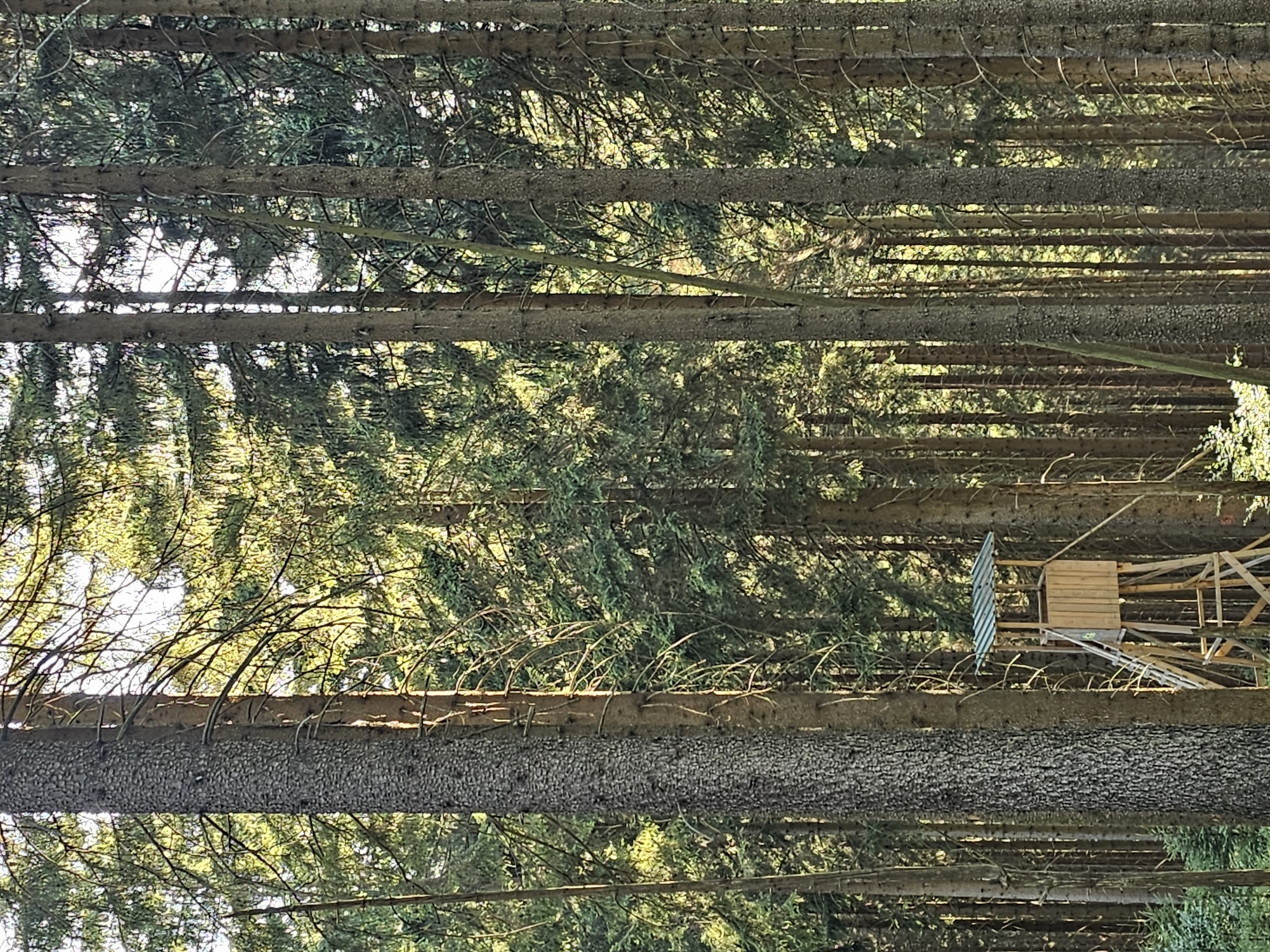 The image depicts a dense forest in Oberhof, Germany, characterized by numerous tall, mature coniferous trees, primarily spruces. Sunlight filters through the canopy, illuminating parts of the forest floor and casting dappled shadows. In the mid-ground, a wooden hunting blind or observation tower stands elevated on stilts, with a ladder leading up to its enclosed platform. The tower has a green, sloped roof. The ground is covered with undergrowth, including smaller trees and foliage. The overall atmosphere is serene and natural, highlighting the rich woodland environment.
