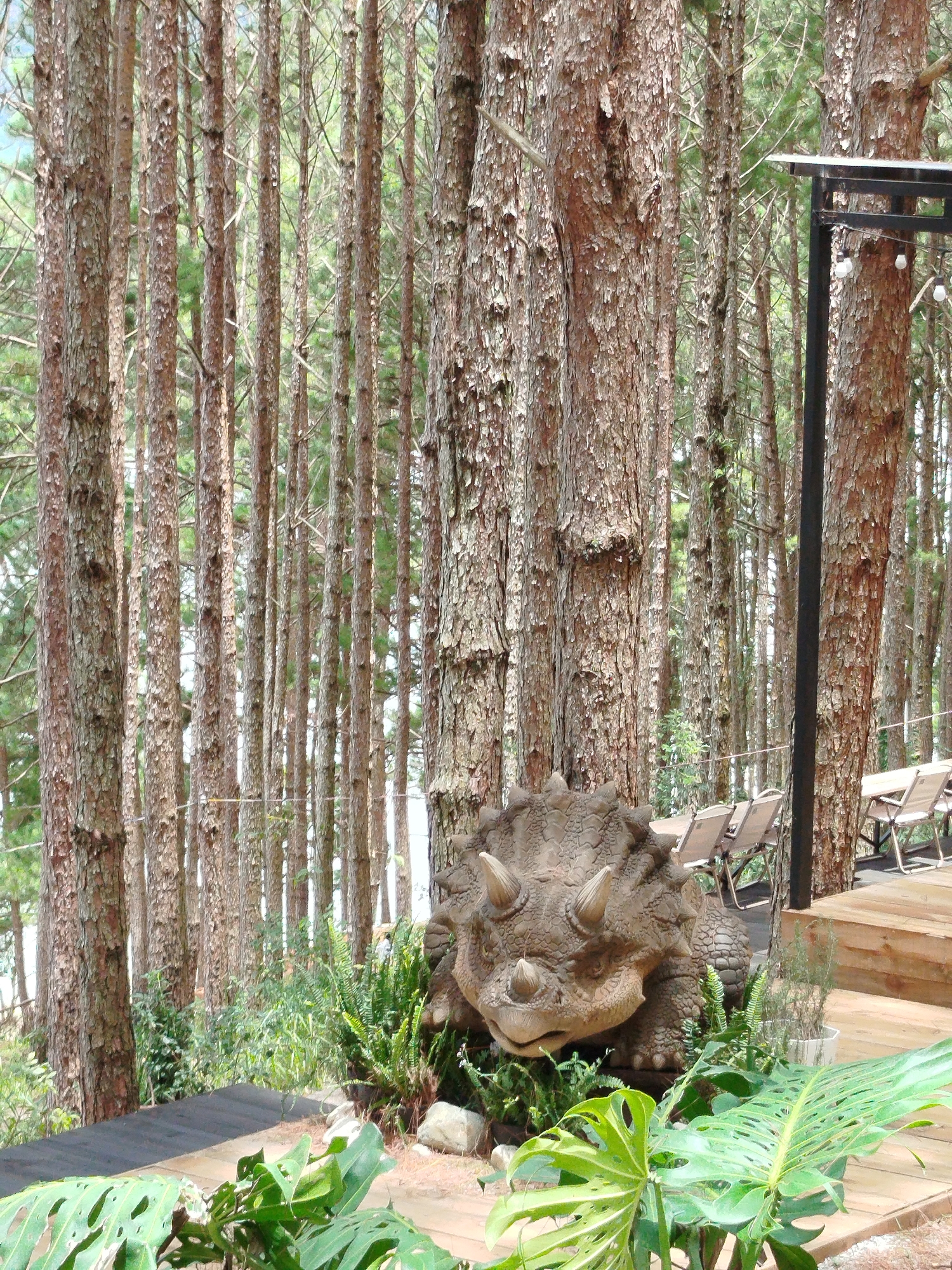 This image captures a detailed view of a dinosaur statue, specifically a Triceratops, nestled amidst a lush pine forest. The statue is positioned on a wooden platform, surrounded by various green plants and ferns. In the background, rows of tall pine trees create a dense forest environment. To the right of the statue, a wooden deck with tables and chairs suggests a seating area, possibly for visitors. The scene appears to be an outdoor attraction in a natural setting. The location is identified as a dinosaur garden in Da Lat, Vietnam. The atmosphere is serene and natural, with the dinosaur statue adding an element of prehistoric wonder to the tranquil forest landscape.