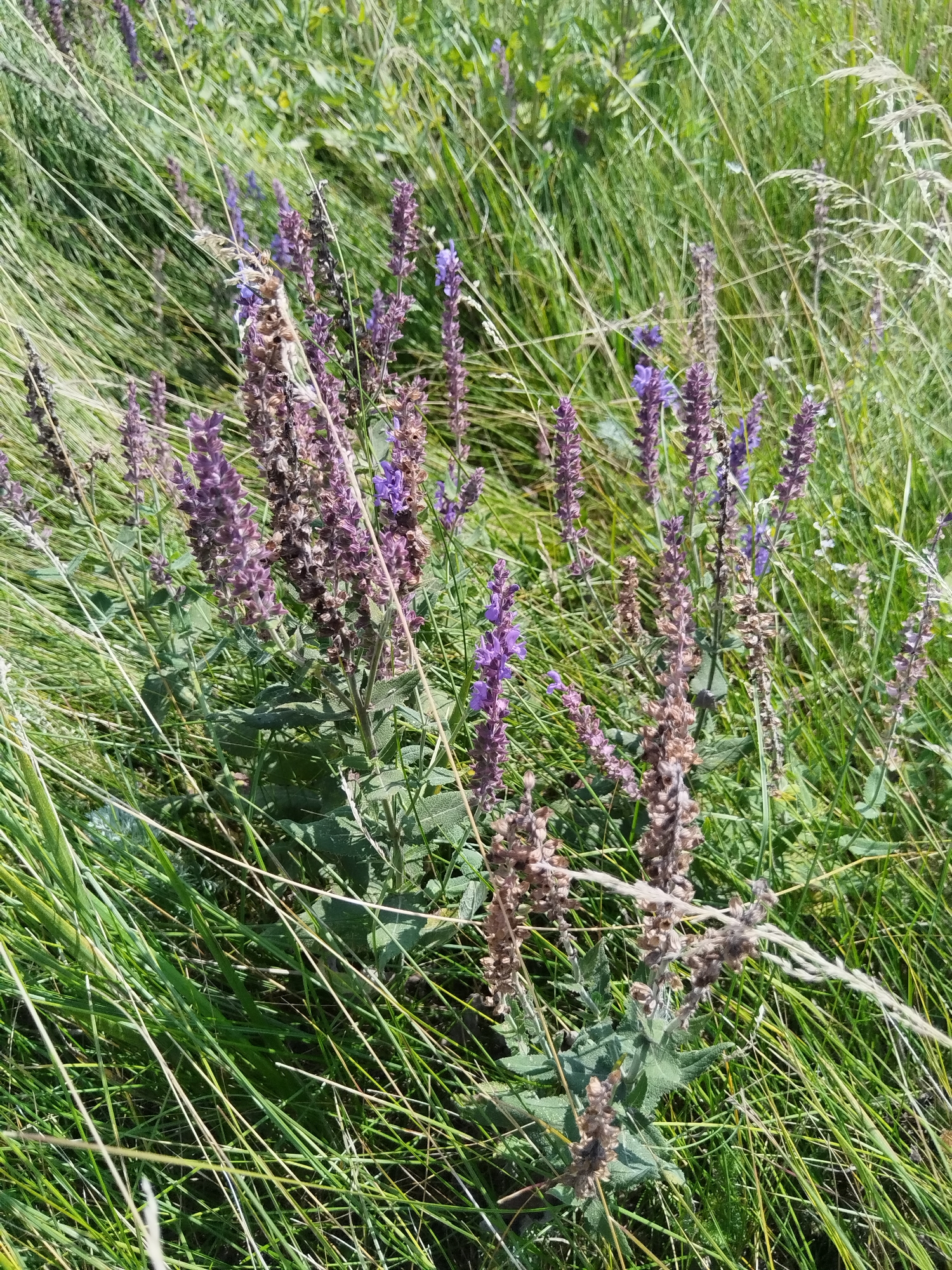 This is a close-up, eye-level shot of a patch of purple wildflowers and green grass in an outdoor environment. The flowers are tall and slender, with clusters of small purple blossoms. Some of the flowers have gone to seed and appear brown and dried. The grass is long and somewhat unkempt, with some blades leaning across the flowers. The lighting suggests it is a sunny day, casting subtle shadows on the foliage. The background is a blur of green, indicating a natural setting, possibly a meadow or field. No people or man-made objects are visible in the frame. The image was taken in an unspecified location within an unknown city.