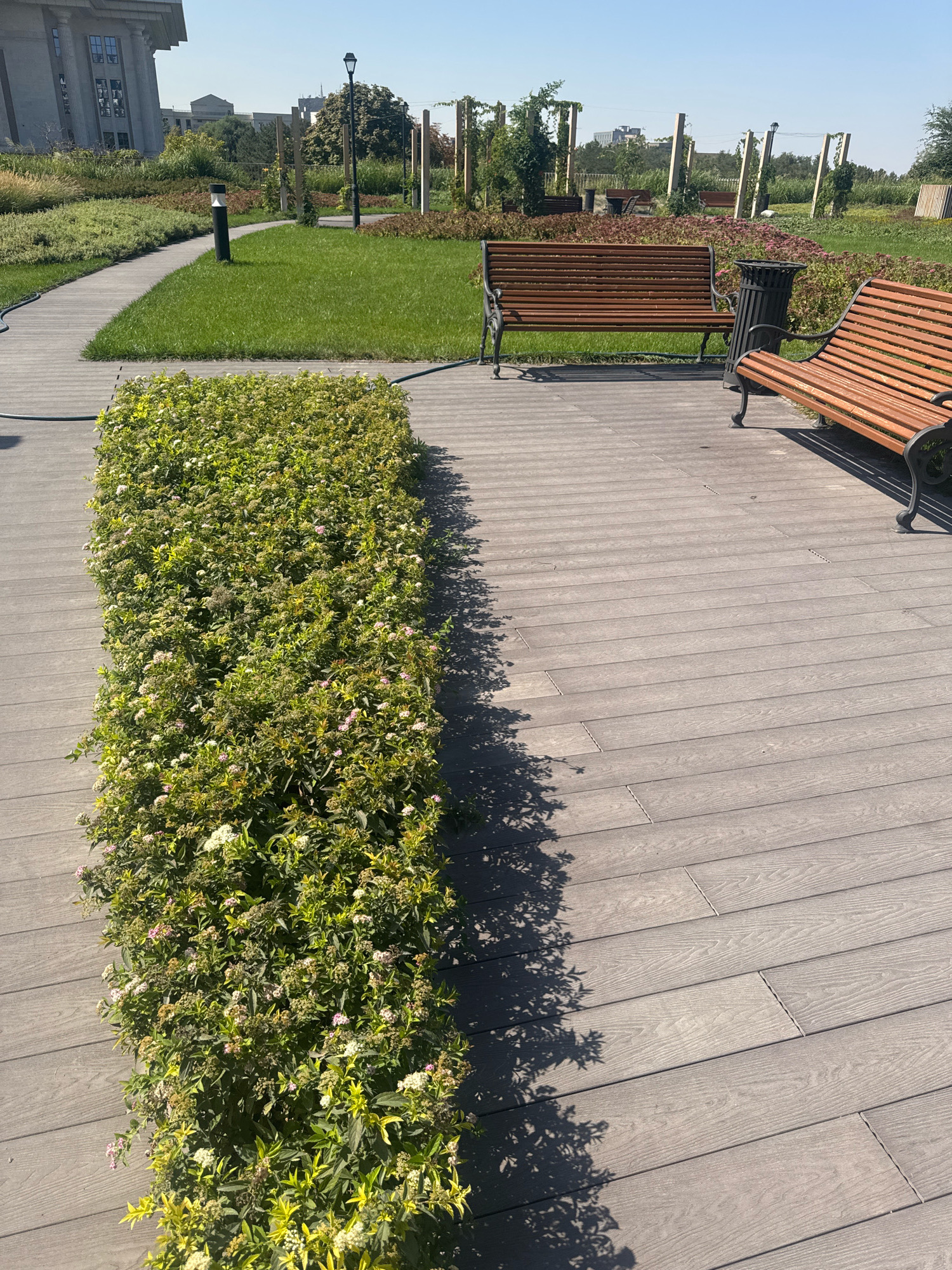 The image depicts a park setting with a walkway paved with gray composite decking. To the left, a manicured hedge of green bushes with small white and pink flowers lines the walkway. Beyond the hedge is a section of vibrant green grass, bordered by a curving pathway. In the distance, there are several wooden park benches and black trash receptacles. A modern building with a light-colored facade and visible windows is situated in the background on the left. The scene is illuminated by natural sunlight, casting shadows from the vegetation onto the decking. This park appears to be the "Park of the First President" in Almaty, Kazakhstan.
