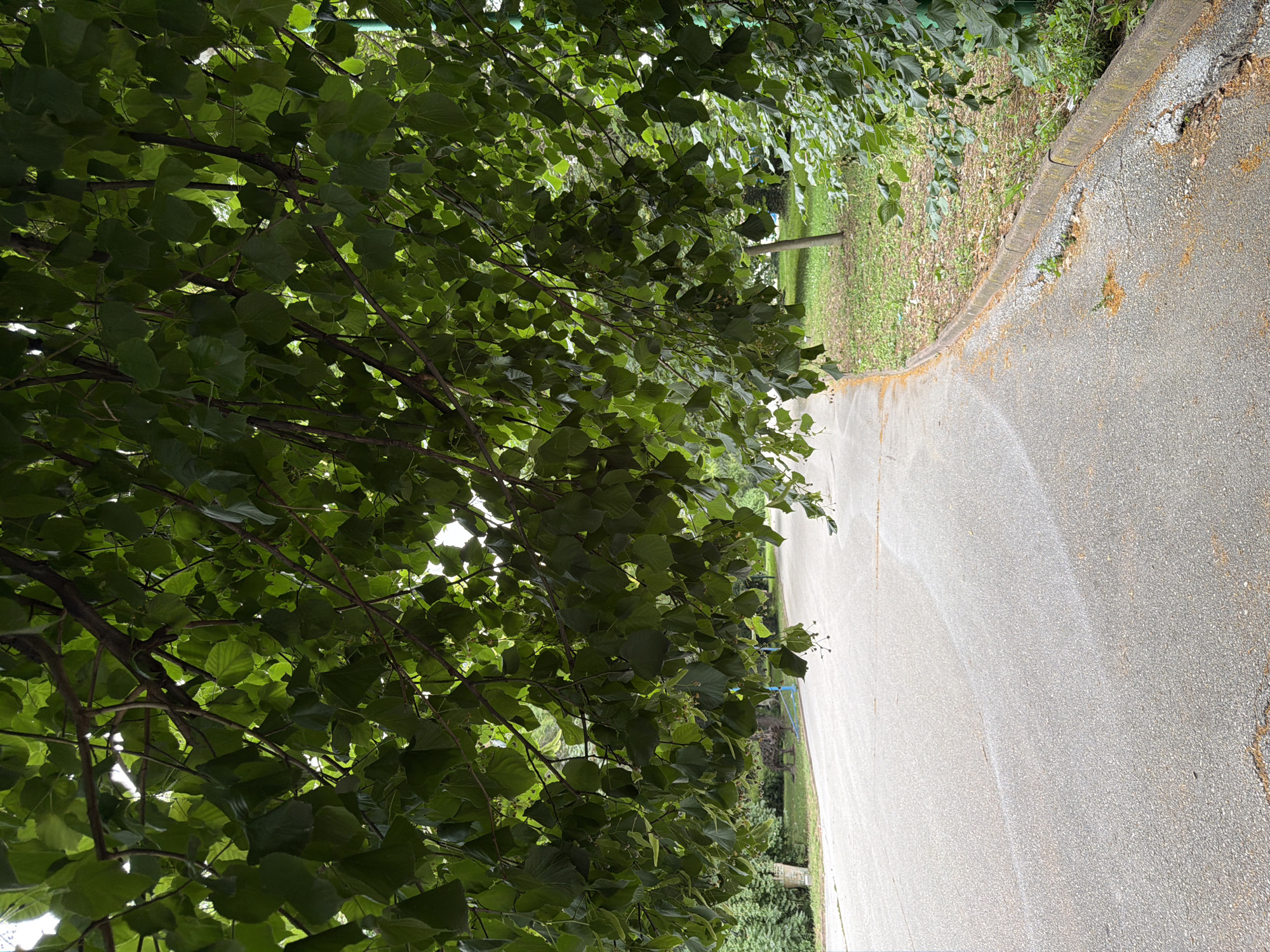 The image depicts a winding asphalt pathway in Pazardzhik, Bulgaria, likely within a park or green space. Overhanging branches of a leafy tree dominate the upper portion of the frame, casting shadows and creating a dappled effect on the path below. The pathway appears to be a light grey color with scattered orange-brown debris, possibly fallen leaves or pollen, particularly along the right edge. A concrete curb separates the pathway from a grassy verge, which is interspersed with patches of dry leaves and small plants. In the background, more trees and foliage are visible, suggesting a densely vegetated area. The overall scene is serene and natural, with no people or explicit human activity visible.