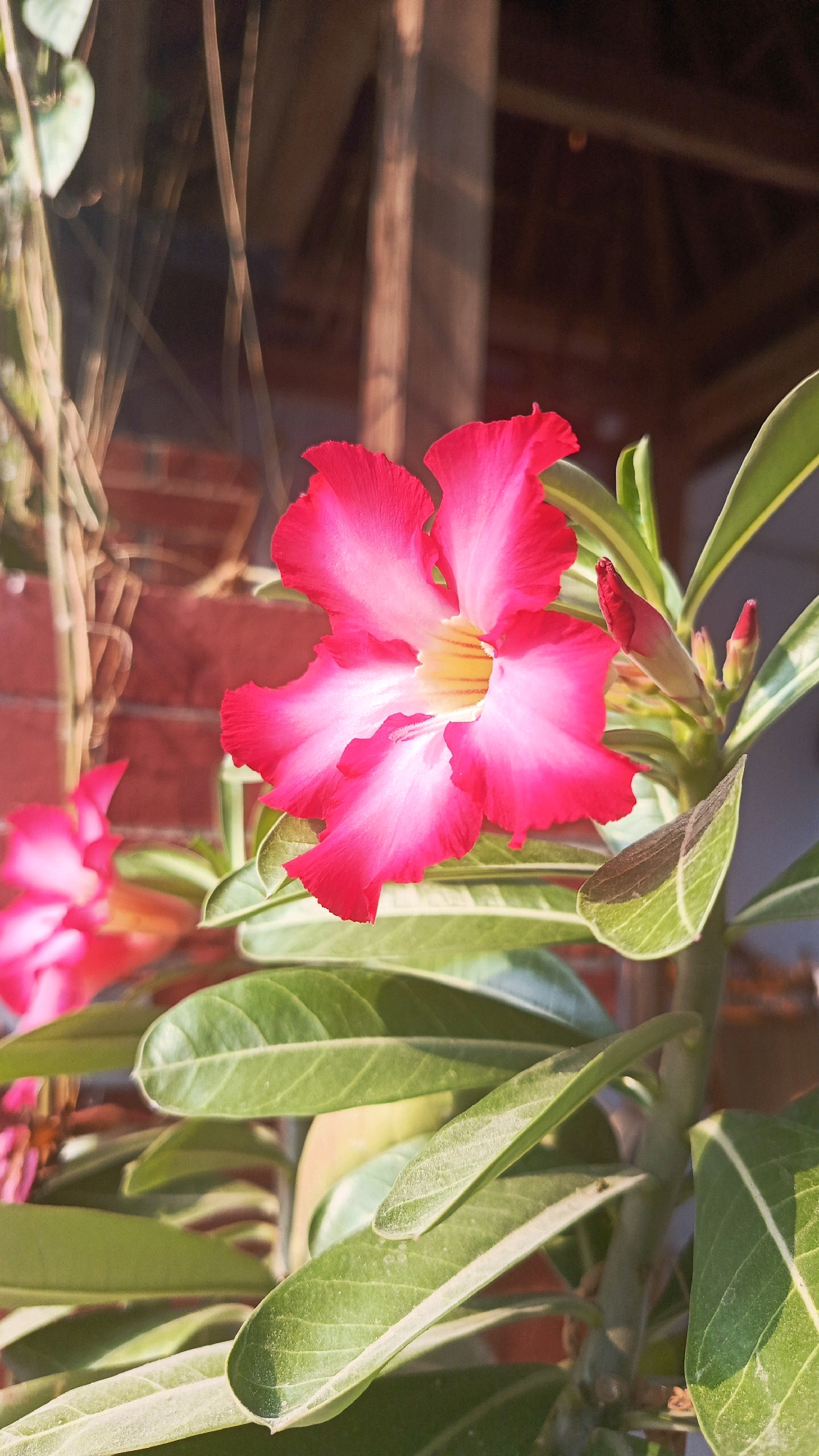 A close-up shot showcases a vibrant pink Adenium flower in full bloom, its petals delicately transitioning from a deep fuchsia at the edges to a softer pink towards the center. The flower is the primary subject, positioned slightly to the right of the frame. Its delicate structure and bright coloration are accentuated by the natural sunlight, creating subtle highlights and shadows. To the right of the main flower, a cluster of unfurled buds and a fully bloomed flower further add to the plant's visual appeal. The plant's glossy, dark green leaves surround the blossoms, providing a contrasting backdrop. In the background, a weathered brick wall and wooden structures suggest an outdoor setting, possibly a garden or yard. The overall impression is one of natural beauty, captured in a moment of serene stillness, likely in a residential area of Babadan, Indonesia.