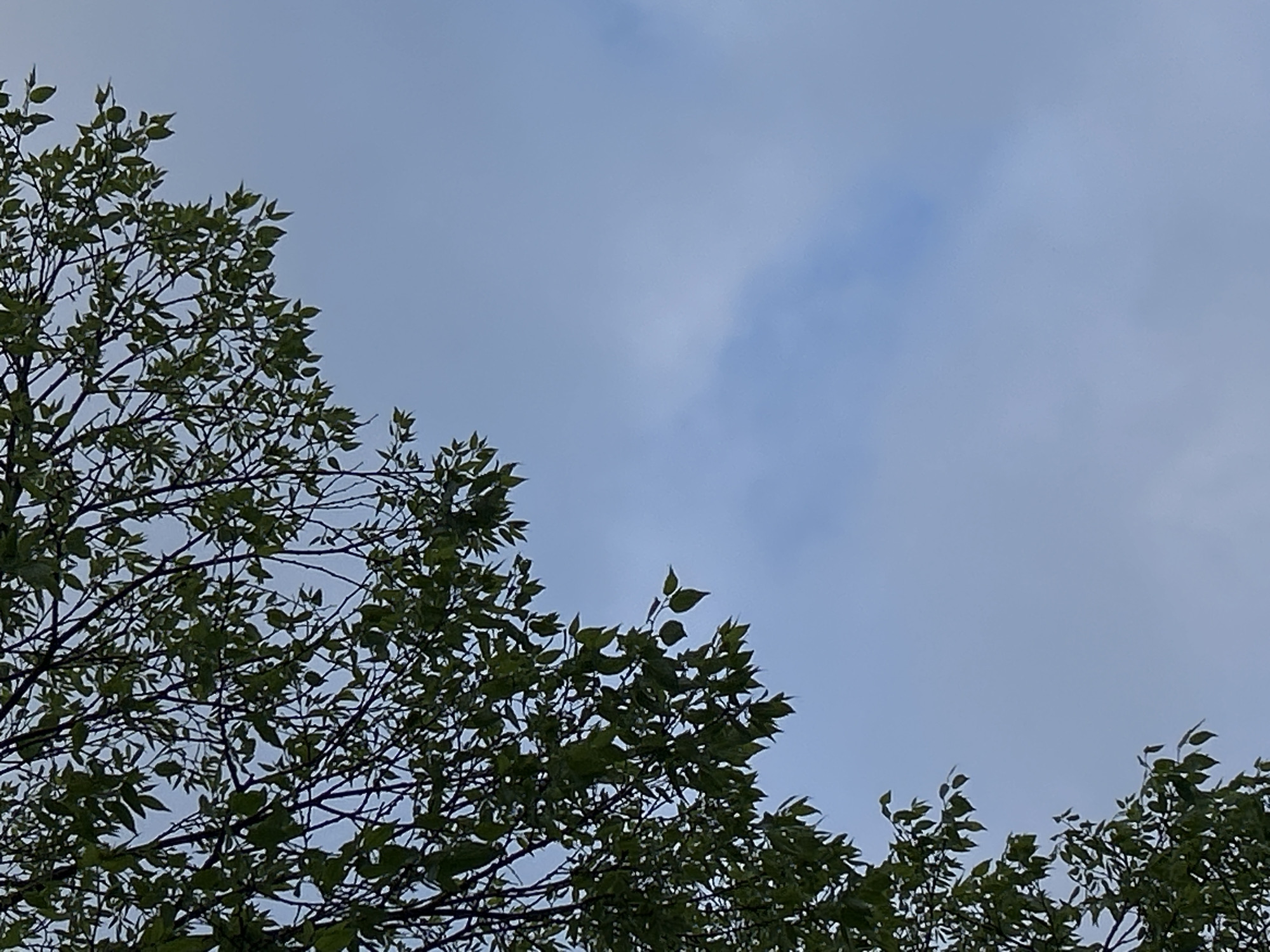 The image displays a natural outdoor scene featuring the green canopy of trees set against a cloudy sky. Tree branches laden with green leaves occupy the left side, bottom, and part of the right side of the frame, creating a natural border around the sky. The leaves are distinct, and the branches are visible through the foliage, appearing dark in silhouette.
The sky is a predominant light blue-grey, indicating an overcast or partly cloudy daytime. There are visible lighter patches and subtle variations in cloud density across the sky. No specific activities or events are depicted. The scene is devoid of people or man-made objects, focusing solely on the natural elements. The overall impression is calm and natural. This view is from Budva, Montenegro. No text is visible within the image.