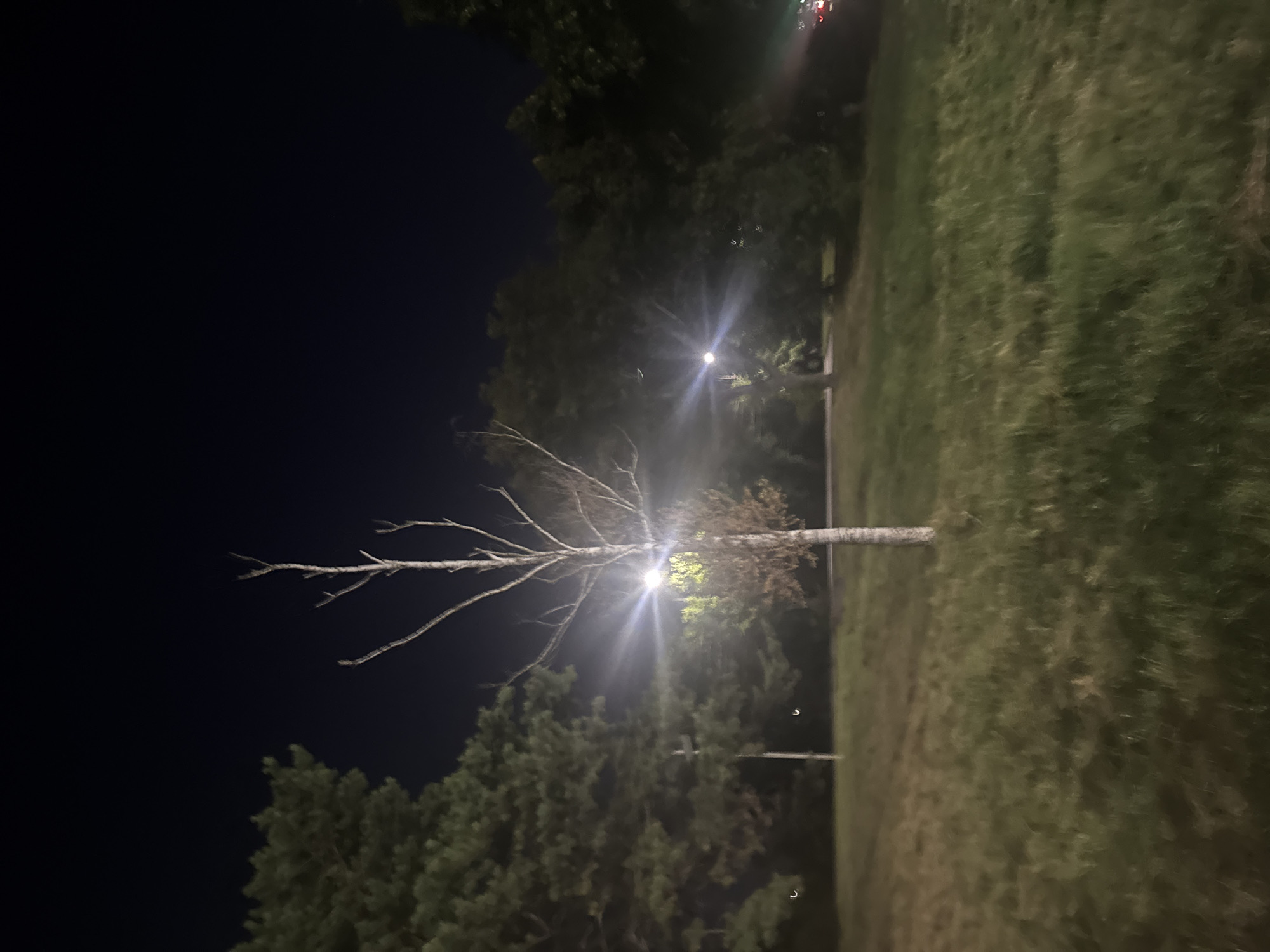 The image depicts a nighttime scene in Yessentuki, Russia, featuring a solitary, slender tree with sparse, bare branches as the central subject. The tree stands in a grassy area, with mature evergreen trees and deciduous trees forming a backdrop. Streetlights cast a bright, diffused glow, creating lens flares and illuminating the surrounding vegetation. The sky is dark, indicating the late hour. The environment appears to be a park or a landscaped public space, with evidence of a road or path visible in the background, subtly lit by further streetlights and the faint red taillights of a vehicle. The ground is covered in a layer of grass, showing some unevenness.