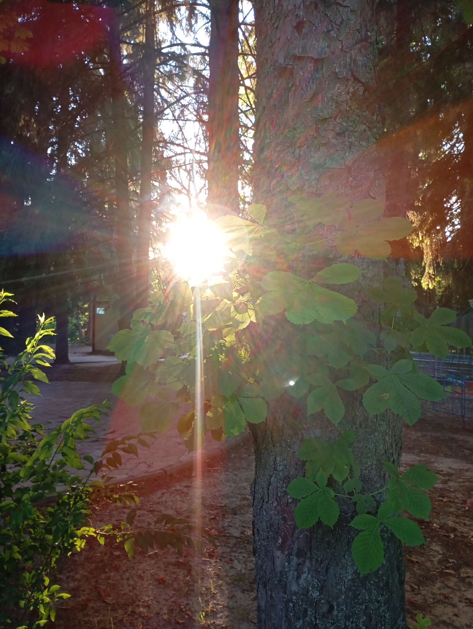 The image depicts a close-up of a tree trunk with large, green leaves, likely from a horse chestnut tree, in the foreground. The sun is setting behind the tree, casting bright rays of light and lens flare across the scene. In the background, the silhouettes of other trees are visible, suggesting a wooded or park-like setting. The ground appears to be covered in sand or gravel, with some dry leaves scattered around. The overall impression is of a serene, natural environment bathed in the warm glow of the late afternoon sun. The context provided about Goryachiy Klyuch, Russia, suggests this location is within a city that has a significant natural landscape.