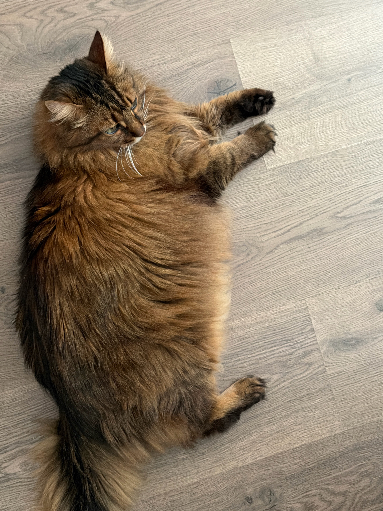 A fluffy, long-haired cat with tabby markings and green eyes lies on a wooden floor. The cat is predominantly brown with darker stripes and a lighter underside. Its body is stretched out, and its paws are visible. The floor appears to be laminate or wood planking with a greyish-brown hue. The image is taken from a slightly overhead perspective. There is no indication of the city of Kyiv, Ukraine.