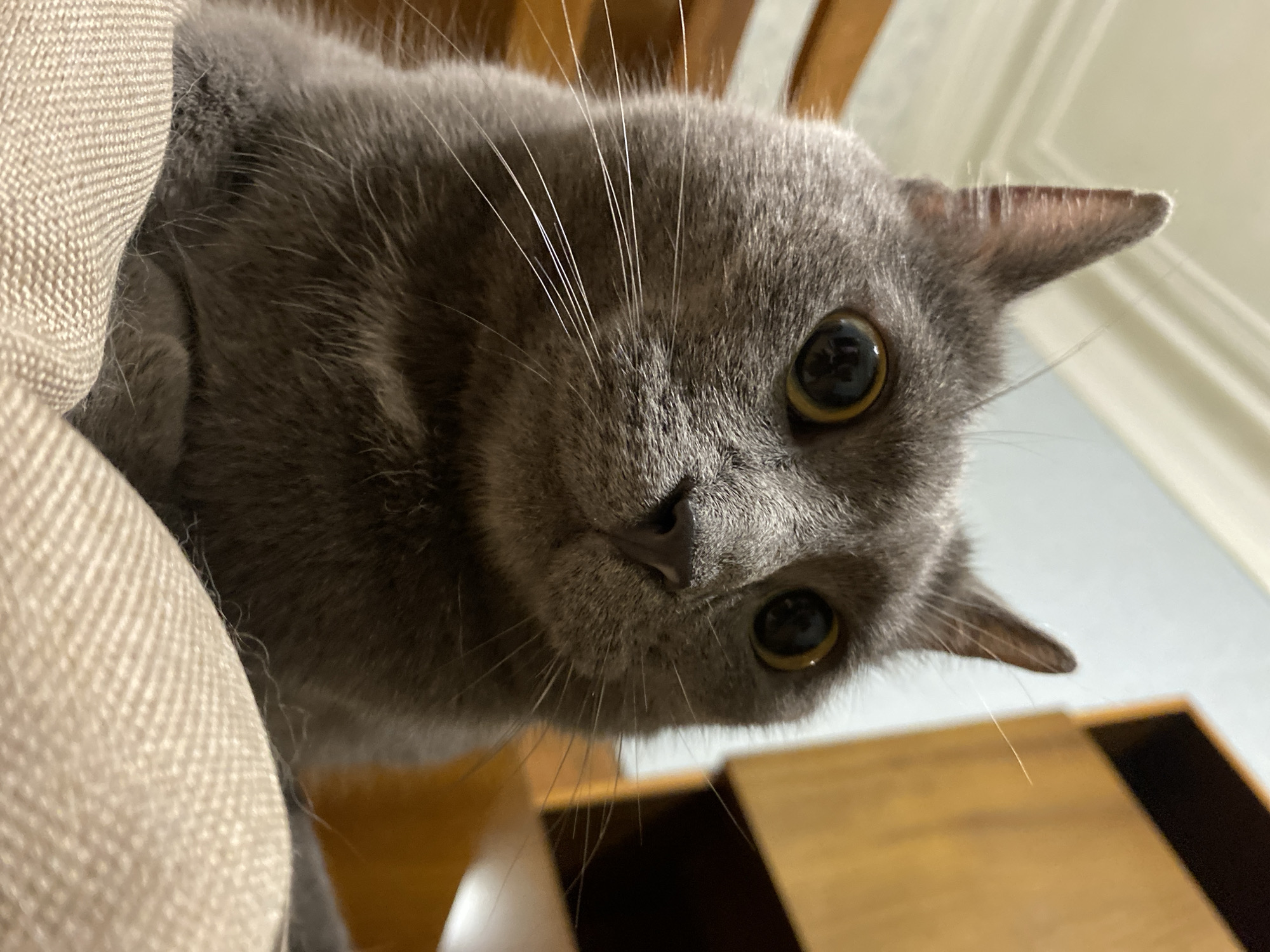 A close-up, low-angle, full-frame shot shows a gray cat with wide, dark eyes and prominent white whiskers. The cat is looking directly at the camera with an alert expression. Its ears are pointed upwards. The cat's fur is short and dense. It is resting on a textured, light-colored surface, likely a cushion or blanket. In the blurred background, elements of a room are visible, including wooden furniture and what appears to be a wall with ornate molding. The lighting suggests an indoor environment.