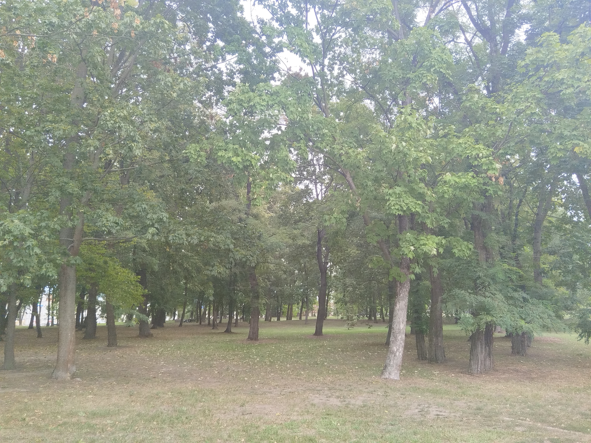 The image depicts a park scene in Brest, Belarus, characterized by a dense arrangement of mature deciduous trees with full green foliage. The ground is covered in dry grass and scattered fallen leaves, indicating a possible late summer or early autumn setting. Several trees are prominent in the foreground, with their trunks clearly visible. In the middle ground and background, a larger number of trees create a shaded, somewhat uniform expanse, with glimpses of buildings and possibly streetlights visible through the gaps in the trees on the left side of the image. The overall impression is of a well-established urban green space.