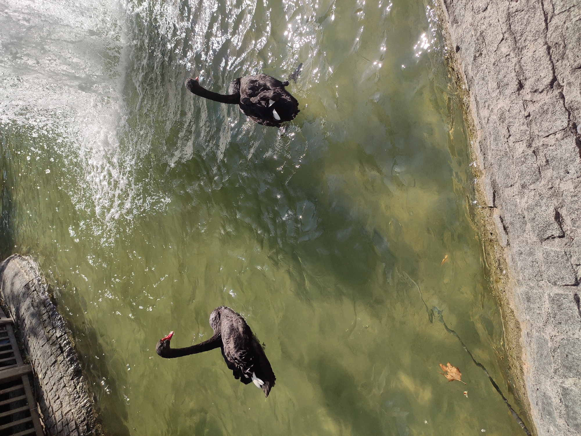 Two black swans are swimming in a pond with a fountain in the background. The pond is surrounded by a stone pathway and a wooden fence. The water is murky green, and sunlight reflects off the surface. One swan is closer to the camera and facing left, while the other is further away and facing right. A single brown leaf floats on the water's surface. The scene appears to be an outdoor park or garden. It is not possible to determine the specific location within Ankara, Turkey, from the provided image.