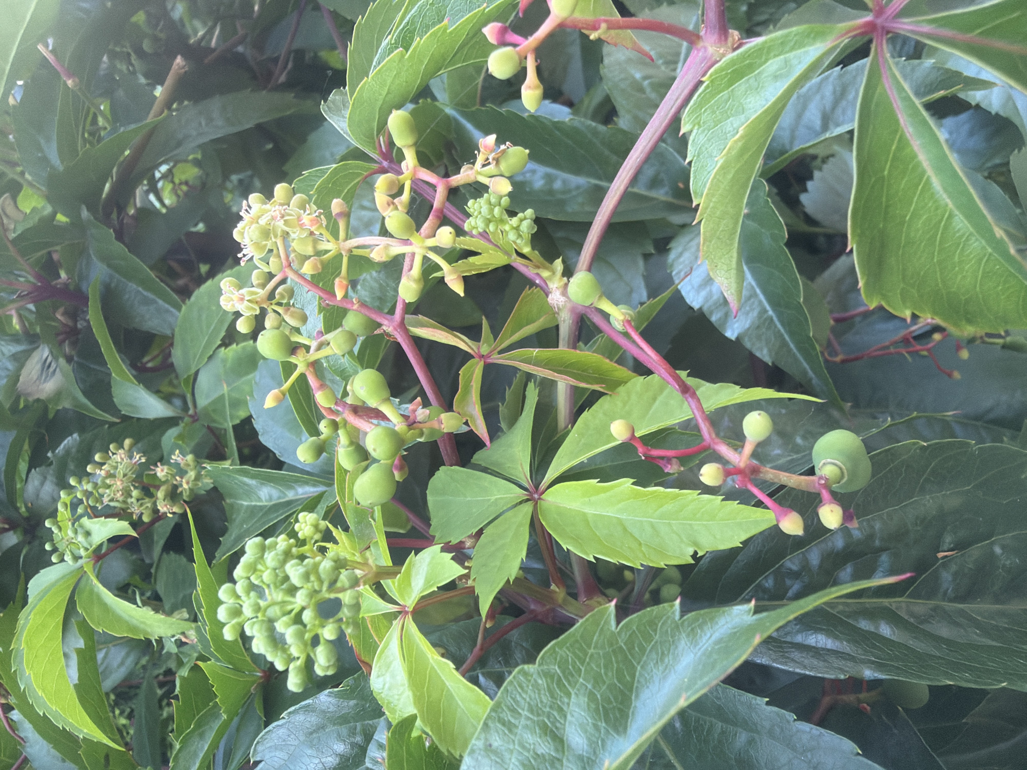 The image displays a close-up view of a Virginia creeper plant with lush green foliage and clusters of small, round, green berries. The stems of the plant are a reddish-pink hue, and some of the berries are beginning to show hints of red. The leaves are palmately compound, with several leaflets radiating from a central point. The plant appears healthy and vibrant, suggesting it is growing in a suitable environment. The background is blurred, indicating a shallow depth of field, and is composed of more of the same plant's leaves and stems, creating a dense, leafy texture. The lighting suggests it is daytime, possibly late afternoon, with a gentle sunlight filtering through the leaves. The image does not contain any people, structures, or specific landmarks that would allow for precise localization within Kaliningrad, Russia. It is a natural scene focusing solely on the plant's growth and fruit development.