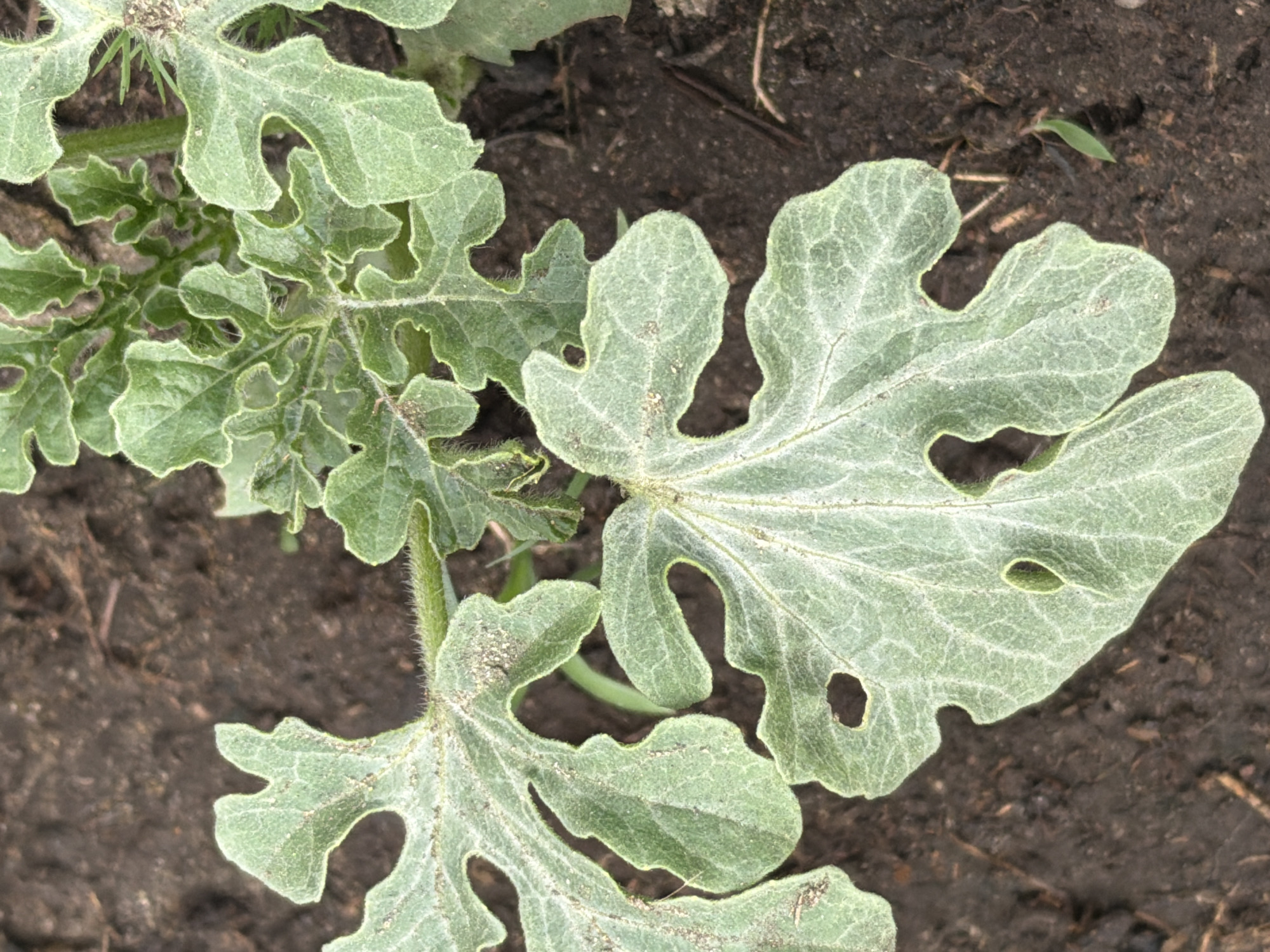 A close-up, high-angle shot shows the leaves of a young watermelon plant growing in dark soil. The leaves are a light green color and have a lobed shape with serrated edges. Some of the leaves have small holes in them. The soil is rich and dark, with some small pebbles and organic matter visible. The background is blurred, but appears to be more of the same dark soil and some dry grass. This image is likely taken outdoors, possibly in a garden or farm setting.