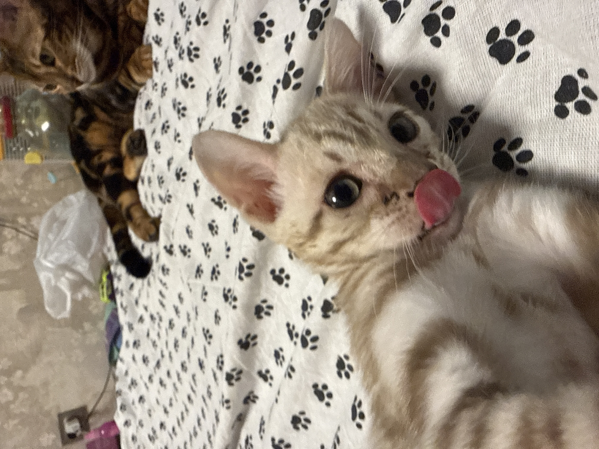 The image shows a close-up of two cats on a white blanket with black paw print patterns. The cat in the foreground is a light-colored tabby with green eyes and is licking its nose. Its body is mostly out of frame, but its head and part of its chest are visible. The second cat, in the background on the left, is a darker tabby with brown and black stripes. It is partially visible, with its head and front paws resting on the blanket. The setting appears to be indoors, with a blurred background that suggests a domestic environment. There are no visible text elements in the image. The lighting suggests it might be daytime or a well-lit indoor space. The overall mood is relaxed and playful, as indicated by the cat's licking gesture.