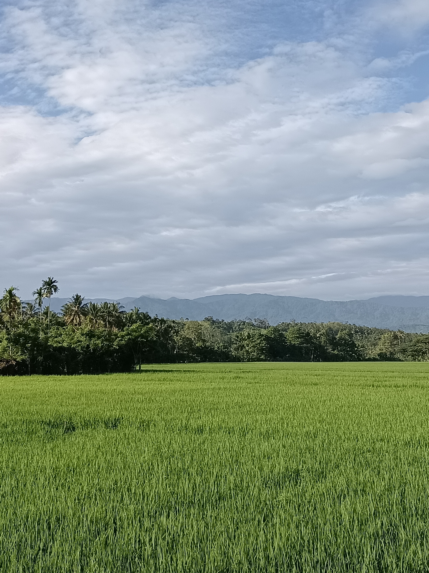 An outdoor, vertical, eye-level, full-shot photograph shows a bright green rice field in the foreground, extending to a line of dense trees and vegetation in the mid-ground. Beyond the trees, a range of dark blue mountains recedes into the distance, partially obscured by a hazy atmosphere. The sky above is filled with a mix of white and light gray clouds, with patches of blue visible. The scene is likely in Keude Lueng Putu, Indonesia, given the tropical vegetation and agricultural landscape. There are no people or animals visible in the frame. The lighting suggests it is daytime, possibly late afternoon or early morning due to the diffused light and cloud cover.