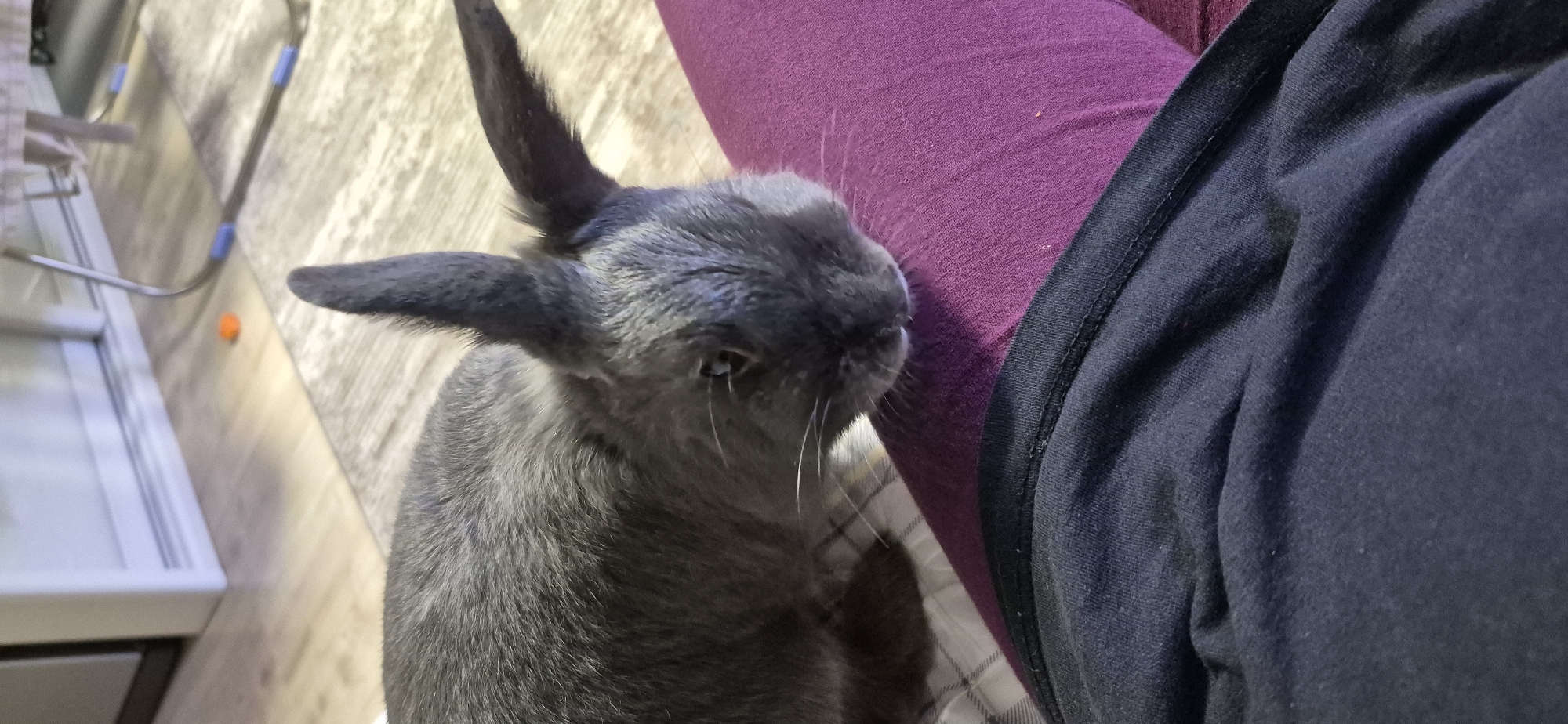 A close-up, low-angle shot shows a grey rabbit sniffing a person's leg. The rabbit's head is lowered, with its ears perked up. The person's legs are visible in the foreground, one covered in purple fabric and the other in black fabric. The background is blurred, showing a floor with a rug and a partially visible white cabinet. An orange object is visible on the floor in the background. The scene appears to be indoors. The location is not specified in the image, and therefore it cannot be determined if it is in Ussurijsk, Russia.