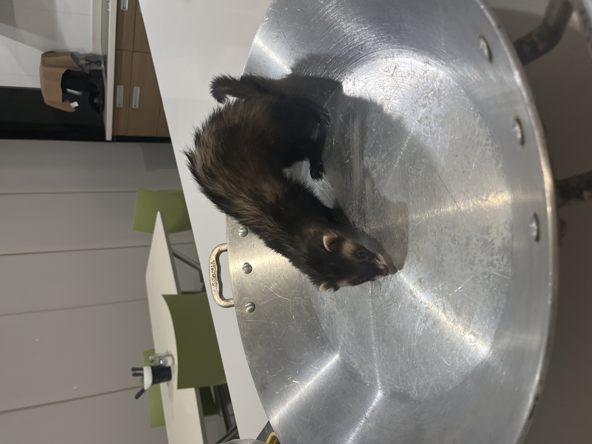 A ferret stands in a large, circular, metal cooking pan with two handles. The pan is on a white countertop or table. The ferret is dark brown and black with a lighter-colored face. The background includes light green chairs and a beige cabinet. The location is not discernible as San Bernardino Tlaxcalancingo, Mexico.