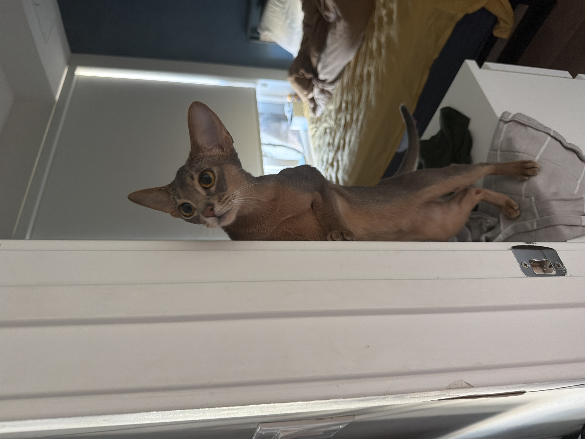 A small, slender, tan cat with large, pointed ears and big, round, yellow eyes peeks around the edge of a white door. The cat is standing on its hind legs, its front paws resting on the doorframe. Its body is angled to the right, showing its back and tail. The cat's head is tilted upwards and to the left, giving it a curious and alert expression.
The background suggests an indoor setting. To the right of the cat, a bed with yellow and beige bedding is visible. A window with blinds is behind the bed. A dark blue wall is also visible. The lighting in the scene is warm and natural, possibly from the window. The overall impression is one of a playful or curious cat caught in the act of exploring. The image is taken from a slightly low angle, emphasizing the cat's height as it stands.