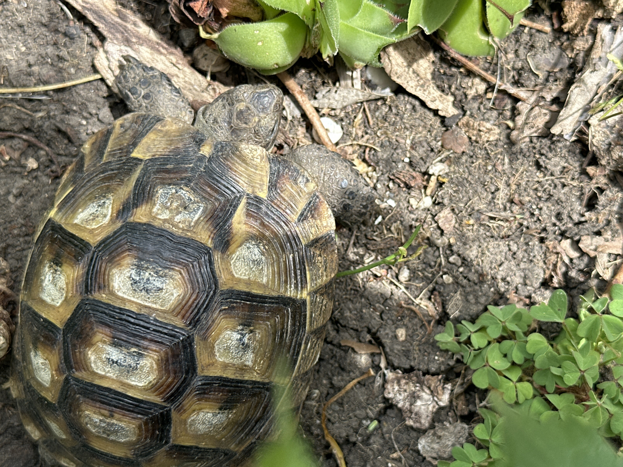 The image features a Hermann's tortoise (Testudo hermanni) partially visible in a garden setting. The tortoise shell is prominently displayed, exhibiting a pattern of brown and black scutes with lighter-colored areolae. The head and forelimbs of the tortoise are visible, suggesting it is either stationary or slowly moving. The tortoise is positioned on the ground, which consists of soil, plant debris (including leaves and twigs), and small green plants like clover and succulents. The location is Burgas, Bulgaria (deduced from the geographical distribution of the tortoise species), but the specific address or neighborhood cannot be determined from the image alone. There are no people visible.