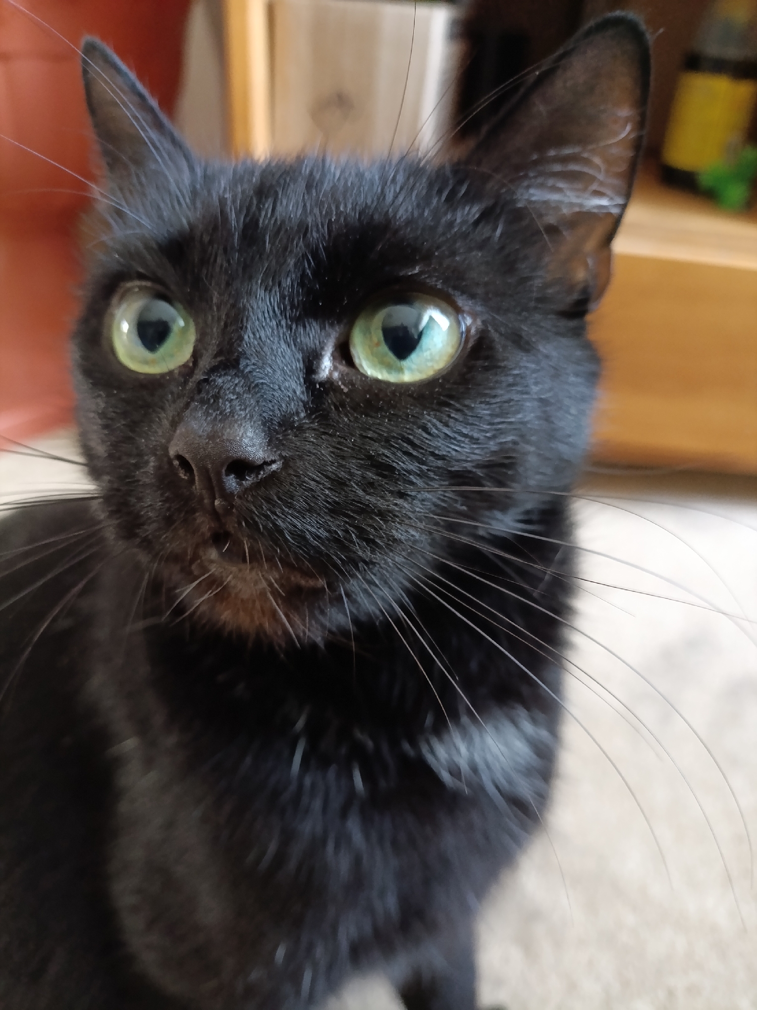 A close-up, head-and-shoulders shot of a black cat with bright green eyes is captured. The cat's fur is dark, and its whiskers are long and white. The background is blurred, with hints of warm-toned surfaces and objects, suggesting an indoor environment. The cat's gaze is directed slightly to the left of the camera.