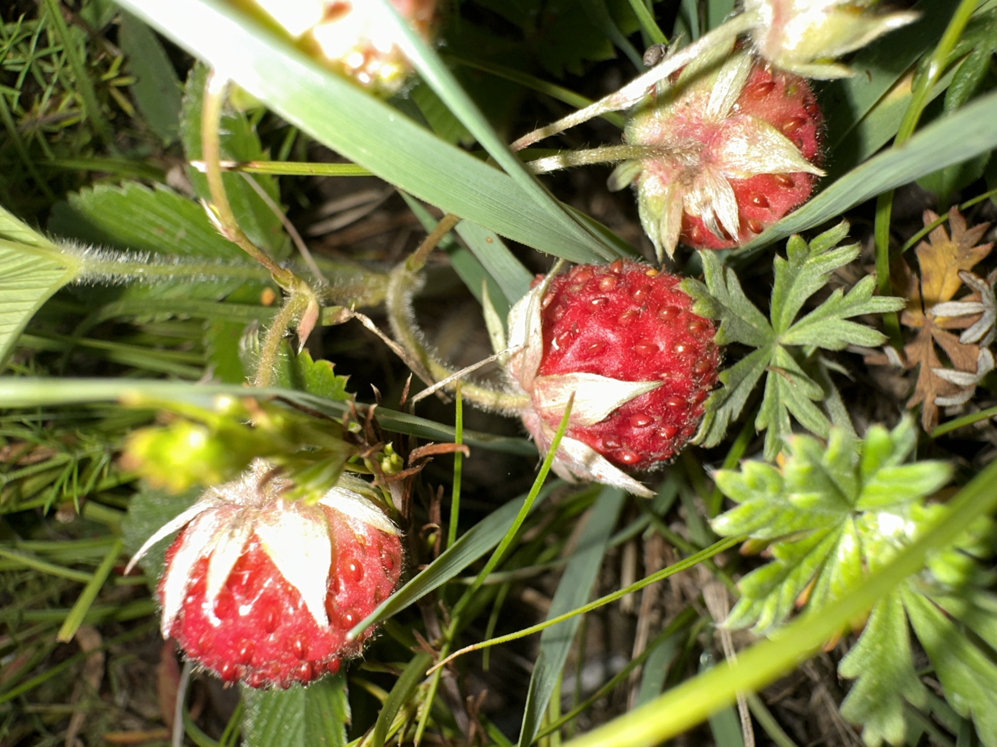 In a close-up, low-angle shot of wild strawberries growing in lush, green grass, three ripe red strawberries are visible. The strawberry in the foreground, on the bottom right, is partially obscured by a blade of grass. It is round and plump, with a fuzzy texture and small, red seeds dotting its surface. The calyx, the green leafy part at the top, is spread open, revealing the red fruit. Above and to the left of this strawberry, another strawberry is visible, also red and round, with its calyx also spread open. A third, larger strawberry is seen on the left side of the image, its upper portion cut off by the frame. This strawberry is also red and covered in seeds, with a prominent white stripe running down its side. The background is a blur of green grass and other foliage, with some brown, dry leaves scattered on the ground. The lighting is dim, suggesting it might be dusk or early morning. The scene is natural and undisturbed, conveying a sense of wildness and untamed nature. The image is located in Unknown, Unknown.