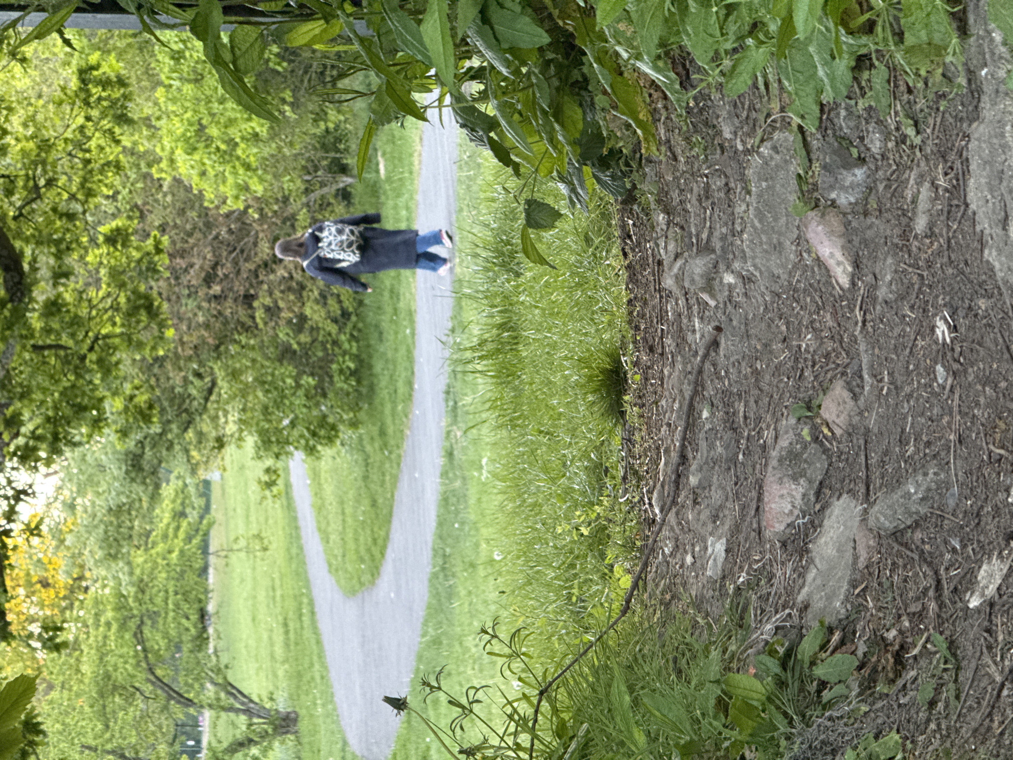 This image captures an outdoor scene in what appears to be a park or natural area. The main subject is a person, seen from behind, walking away from the camera on a paved, winding path. The individual is wearing a dark jacket or coat, blue trousers or jeans, and a backpack featuring a white or light-colored intricate pattern. Their hair appears light in color.
The scene is lush with greenery. The paved path is flanked by well-maintained grassy areas on both sides, which are then bordered by numerous trees and dense foliage, indicating a temperate environment likely during spring or summer. In the immediate foreground, at the bottom of the image, there is a rougher dirt path or ground covered with scattered rocks, small pebbles, twigs, and dry leaves, with various green plants growing through it. Overhanging green leaves are also visible at the very top of the frame.
The activity depicted is a leisurely walk or stroll. The lighting suggests it is daytime, possibly late morning or afternoon, with bright but indirect light, implying either an overcast day or the sun being diffused by clouds or tree cover. There are no harsh shadows. The overall mood of the scene is calm and peaceful. No text is visible in the image.
