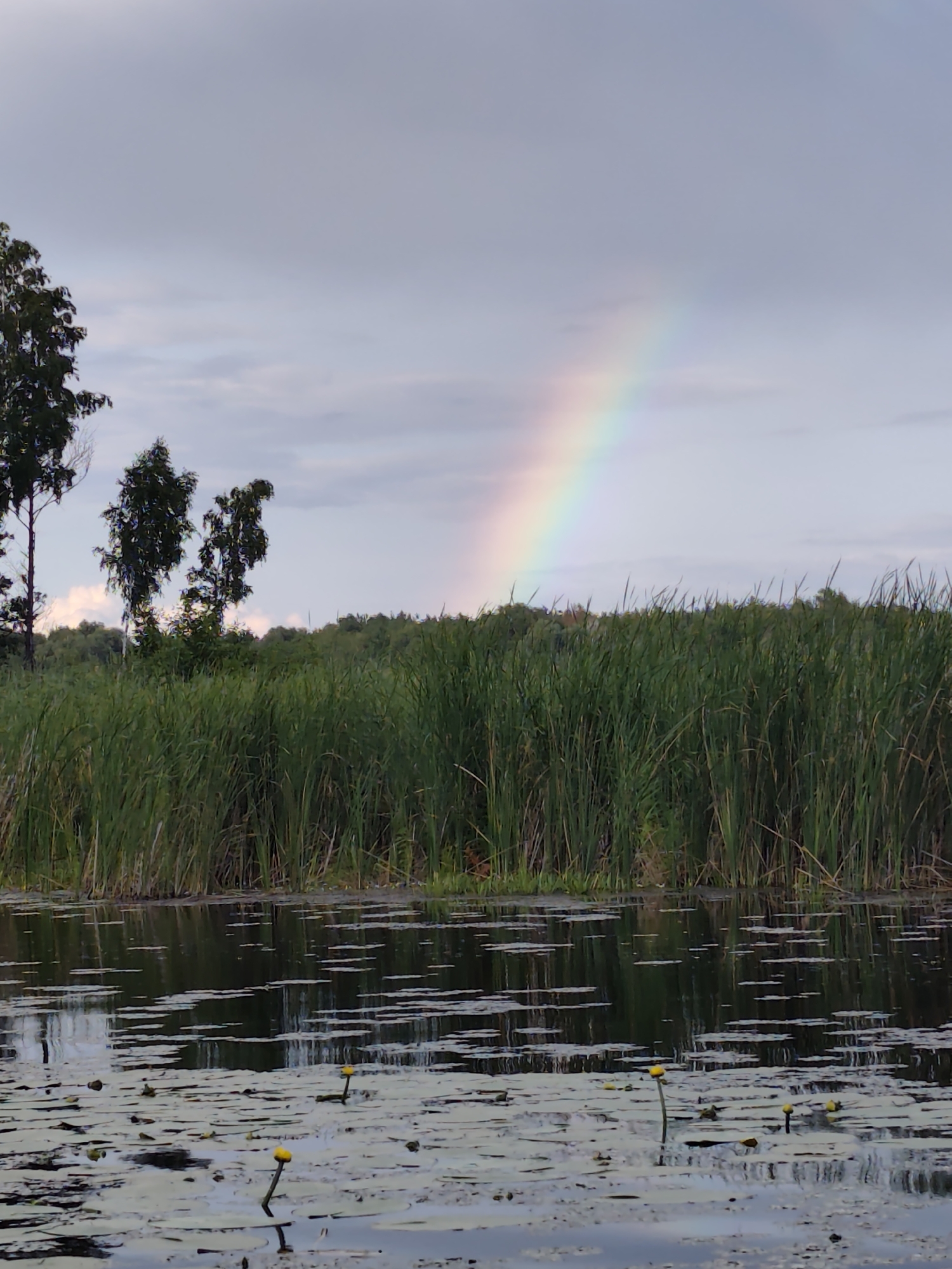 A rainbow arcs across a cloudy sky above a body of water. The water is covered in lily pads and yellow water lilies. Tall reeds line the far bank of the water, and trees are visible behind the reeds. The scene appears to be in Kosachivka, Ukraine.