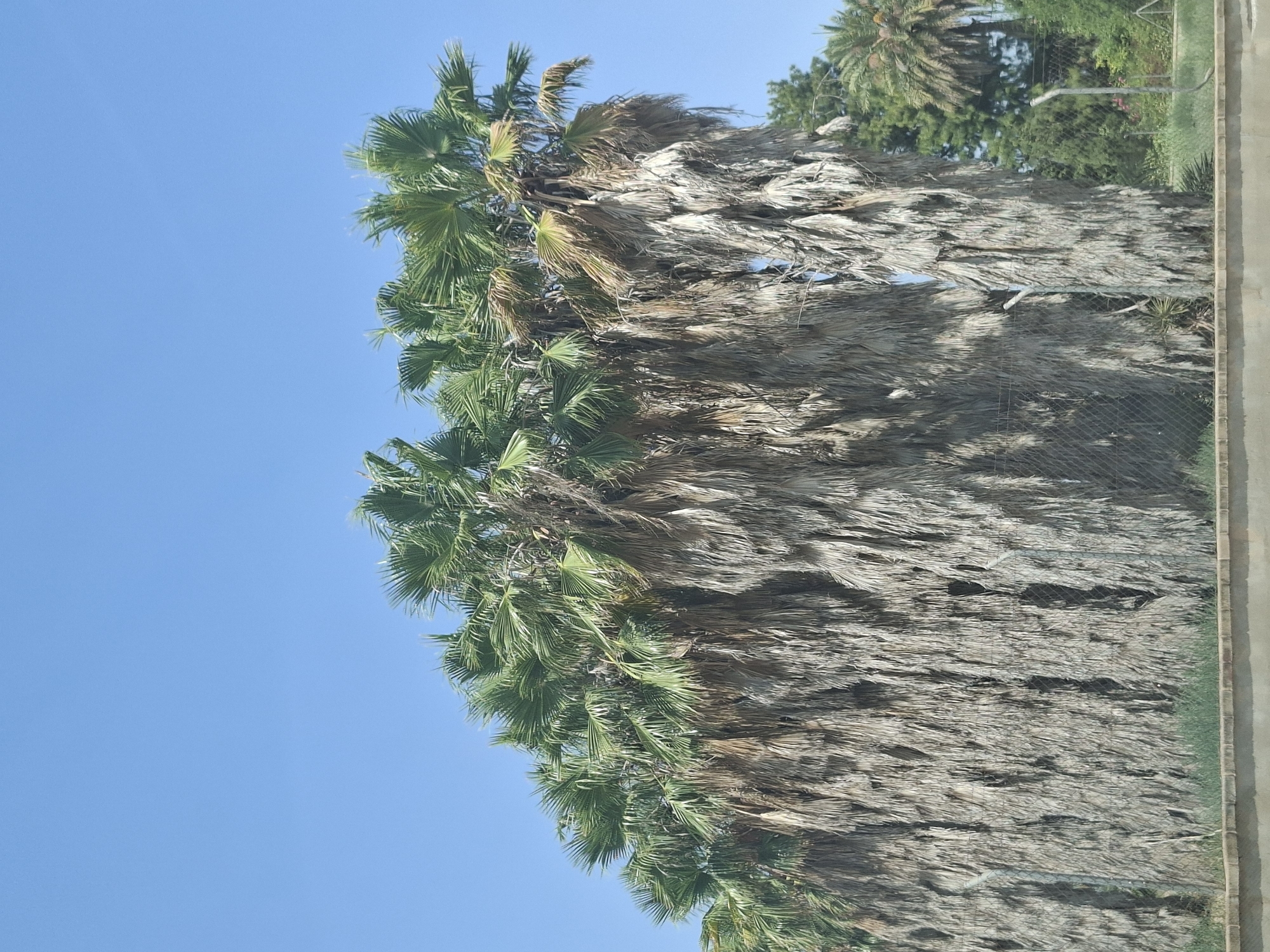 A row of palm trees with long, desiccated fronds extends across the frame against a clear blue sky. The fronds hang down, creating a thick, shaggy appearance on the trunks. Some of the palms retain green fronds at their crowns. A chain-link fence is visible behind the trunks, and beyond that, various green trees and foliage are present. A low brick wall runs along the bottom of the image, with a strip of green grass above it. The scene is outdoors, likely in Elx/Elche, Spain, given the prevalence of palm trees in the region, suggesting a semi-arid or Mediterranean climate where such vegetation is common. There are no people or animals visible in the image, and no discernable action is taking place. The overall impression is one of natural growth and environmental conditions typical of the area.
