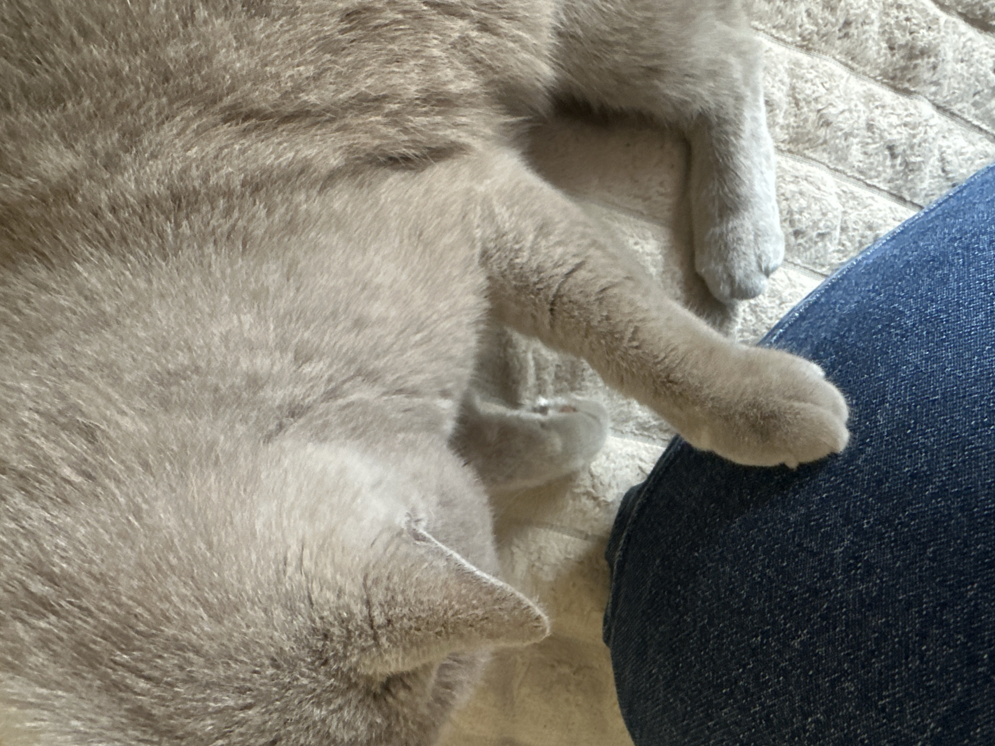 The image depicts a light gray cat lying on a textured, light-colored blanket. The cat's back and ear are visible in the lower left corner. One of its paws rests on a person's blue denim-covered leg. The location in the city of Ternopil, Ukraine, is not evident in the image.