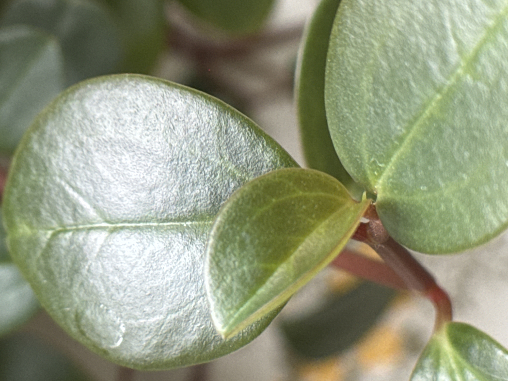 The image shows a close-up of a plant with thick, rounded green leaves and reddish stems. The leaves have a slightly textured surface. A small water droplet is visible on the surface of the large leaf to the left. The leaves appear healthy and well-hydrated. No people, objects, or actions other than the plant's growth are apparent in the image. The environment is out of focus, but appears to be indoors. The location of Novo-Nikol'skoe, Russia, is not discernible from the image.