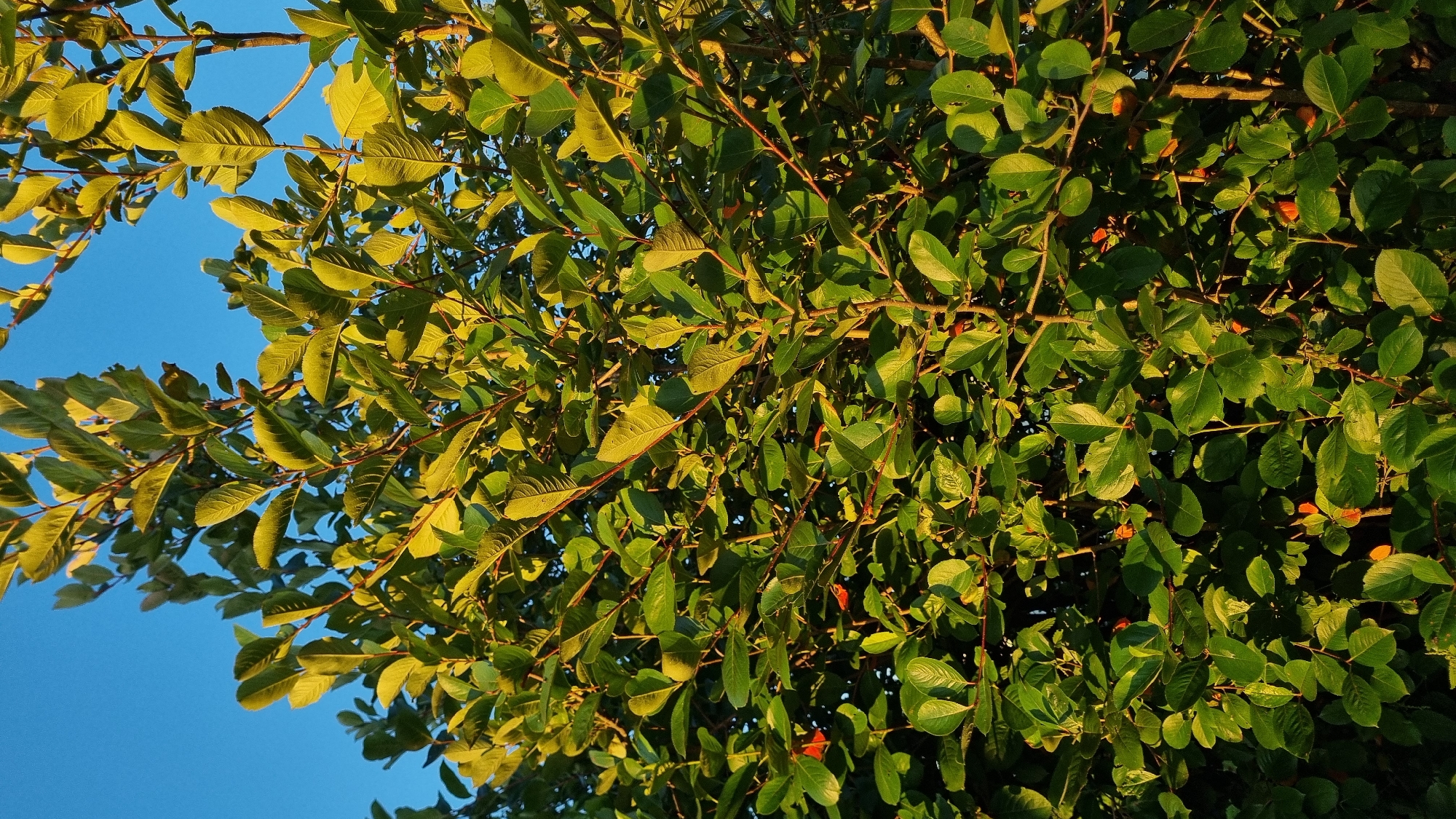 This image is a close-up, eye-level, outdoor shot of a dense, green shrub with some small orange berries. The shrub is bathed in warm, golden sunlight, suggesting it is late afternoon or early morning. The background is a clear, bright blue sky. The image is likely taken in Vysokoe, Russia, given the provided context. There are no people or animals visible in the frame, and no identifiable man-made structures. The focus is on the texture and color of the leaves and the few visible berries.
