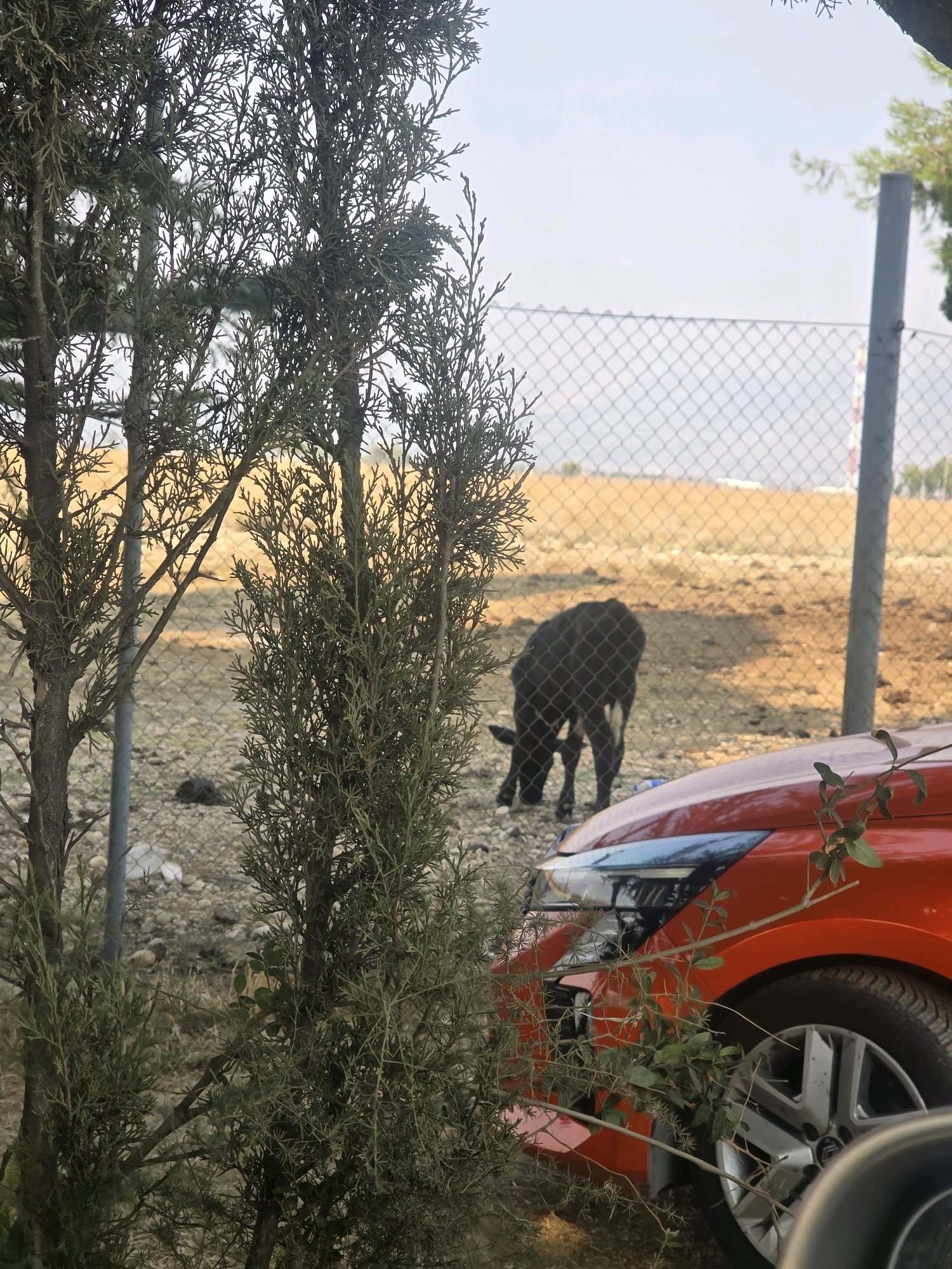 In Mojanovići, Montenegro, a black goat is visible behind a chain-link fence in an outdoor area. In the foreground, a portion of a red car is present. A young tree with dense, green foliage partially obscures the scene. The background consists of a dry, brown field under a hazy sky.