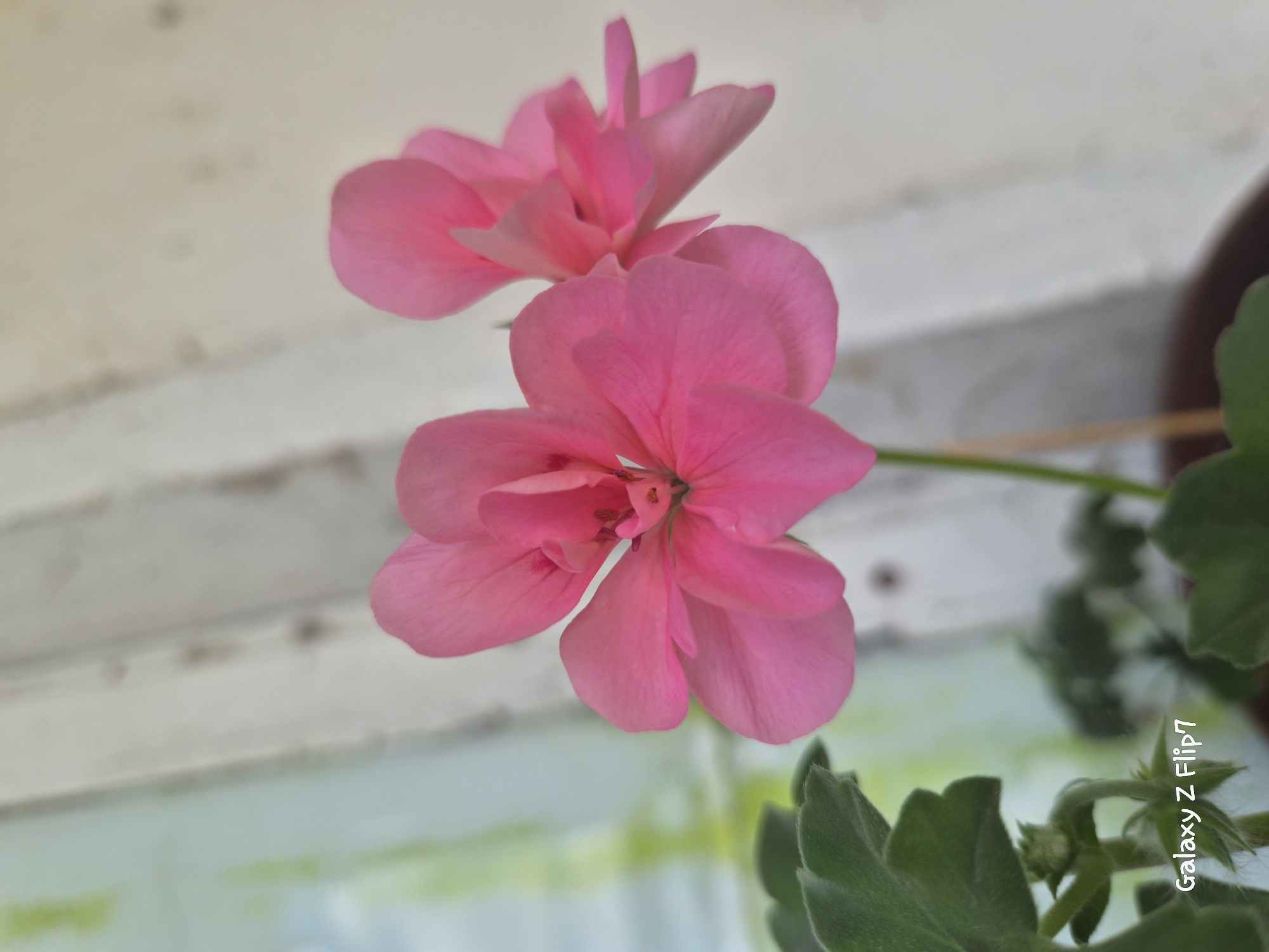 Two pink flowers are in focus in the foreground, with green leaves visible on the left. The background is blurred and shows vertical lines, suggesting a window or blinds. The words "Galaxy Z Flip7" are watermarked in the lower left corner, indicating the image was taken with a Samsung Galaxy Z Flip 7 phone. The image is not located in Kalipetrovo, Bulgaria.