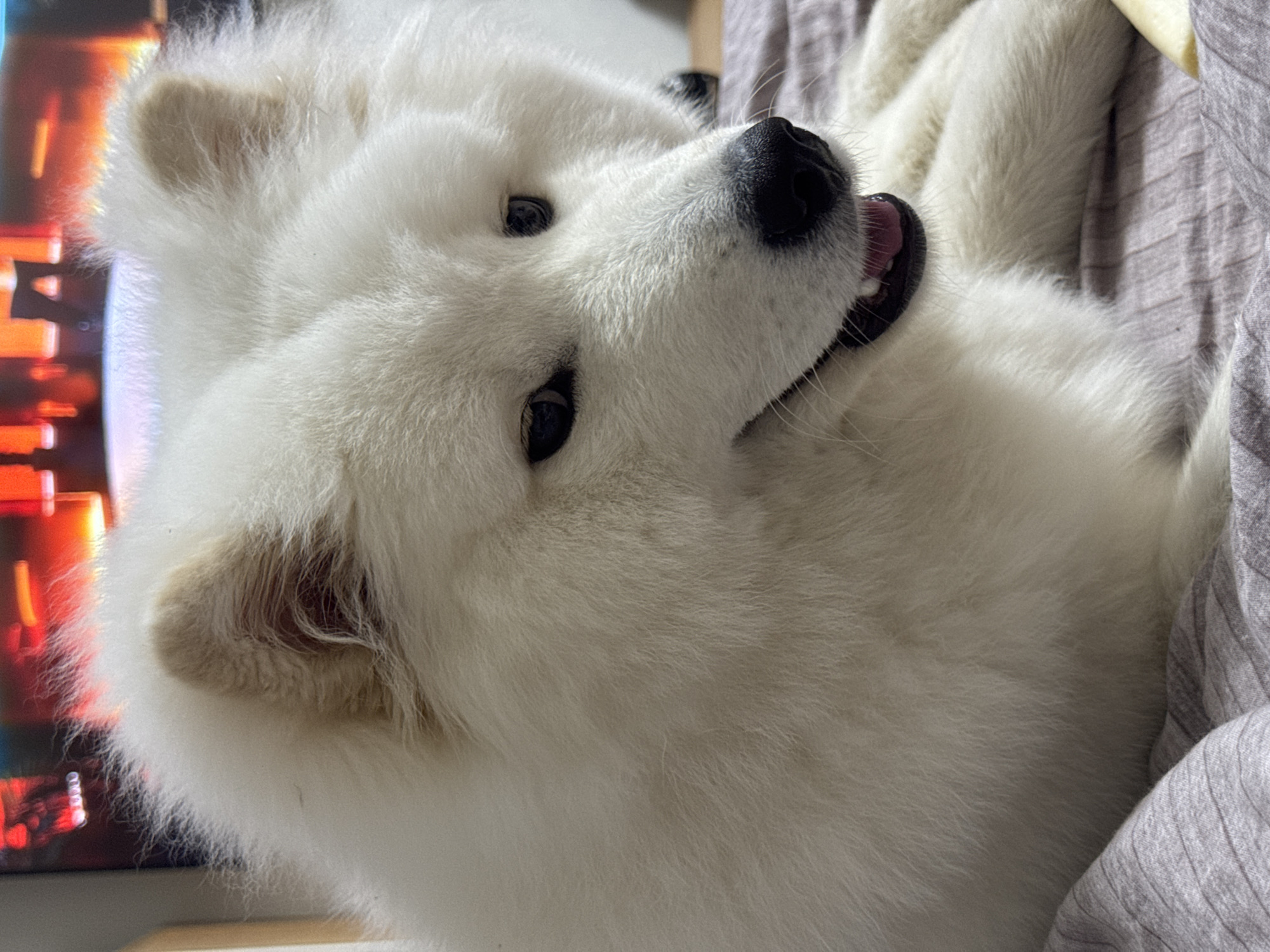 A close-up, eye-level shot shows a fluffy white Samoyed dog lying down on a textured, purple-grey blanket. The dog is looking to the right of the frame, with its mouth slightly open, revealing a pink tongue and white teeth. Its ears are perked up and appear soft and fluffy, with a light tan tint. In the blurred background, a television screen displays bright, abstract orange and red shapes, suggesting it is turned on. A small section of a light brown wooden surface is visible on the left side of the image. The focus is on the dog's face and upper body, highlighting its dense fur and dark eyes. The lighting appears to be from an artificial source, casting soft shadows. The dog's paws are visible, resting on the blanket. A light yellow object, possibly a chew toy, is partially visible on the lower right side. This scene is not located in the city of Chaikovsky, Russia.