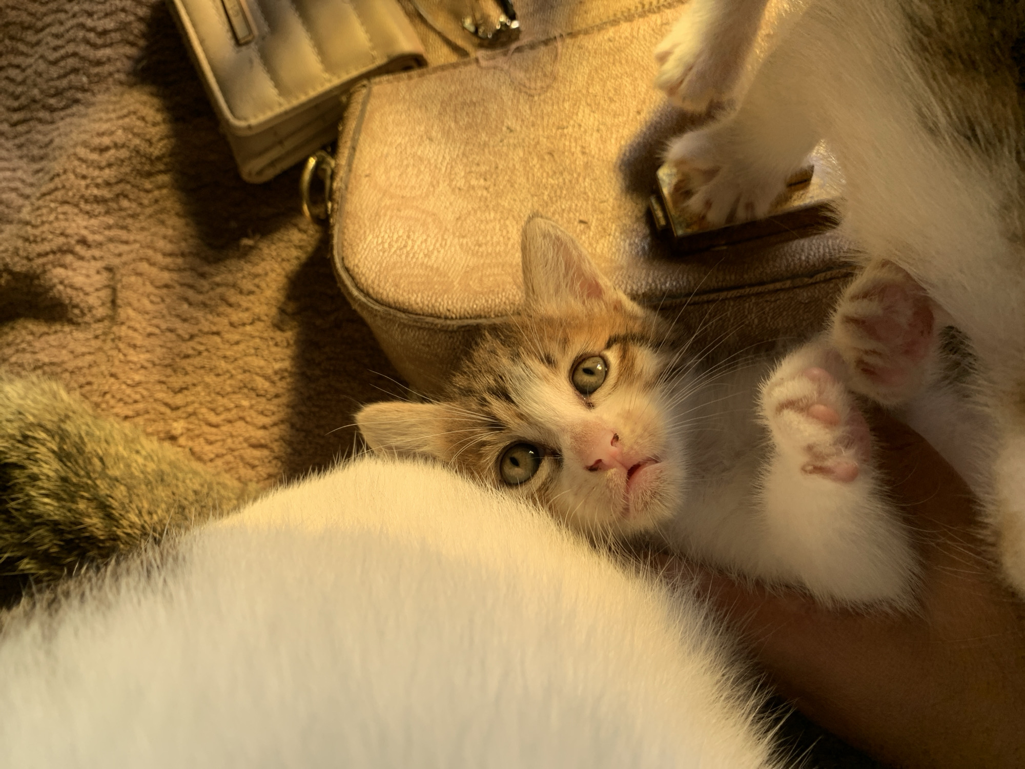 A calico kitten with green eyes, a pink nose, and white paws is lying on a textured, brown surface, possibly a blanket or carpet. A large white object, likely another cat, is to the left of the kitten. To the right of the kitten, a beige purse or bag with quilted stitching is visible, along with a small, metallic object that appears to be a lighter. The lighting suggests an indoor environment, with warm, directional light creating shadows. There is no discernible information about the location being Tanjungsepreh, Indonesia, or any people present.
