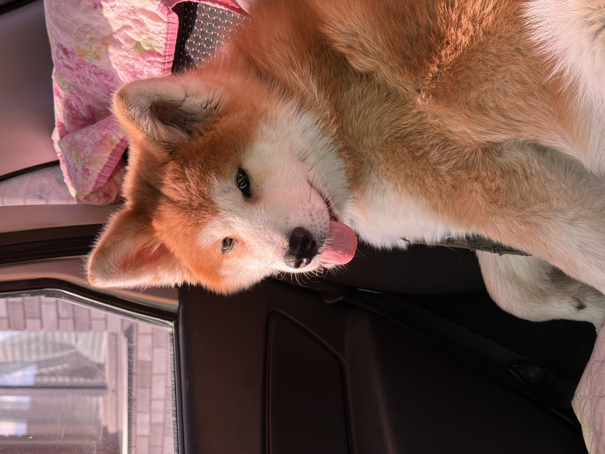 An Akita Inu dog is depicted lying down inside a car, appearing relaxed and comfortable. The dog, with its distinct reddish-brown and white fur, occupies the majority of the frame, positioned horizontally with its head on the left. Its left eye is open, looking slightly towards the viewer, and its tongue is visible, protruding slightly from its mouth.
The setting is the interior of a vehicle, suggested by the dark plastic paneling visible below the dog's head and a car window on the lower left. Through the window, reflections of brick or block buildings and possibly some sky can be seen, indicating an outdoor, likely urban or suburban, environment in Chaikovsky, Russia. To the upper left of the dog, a pink and white patterned fabric, possibly a blanket or cushion, is draped.
Bright natural sunlight illuminates the scene from the left, highlighting the dog's fur and creating soft shadows, signifying daytime. The dog's overall demeanor suggests contentment or restfulness. There is no visible text in the image.