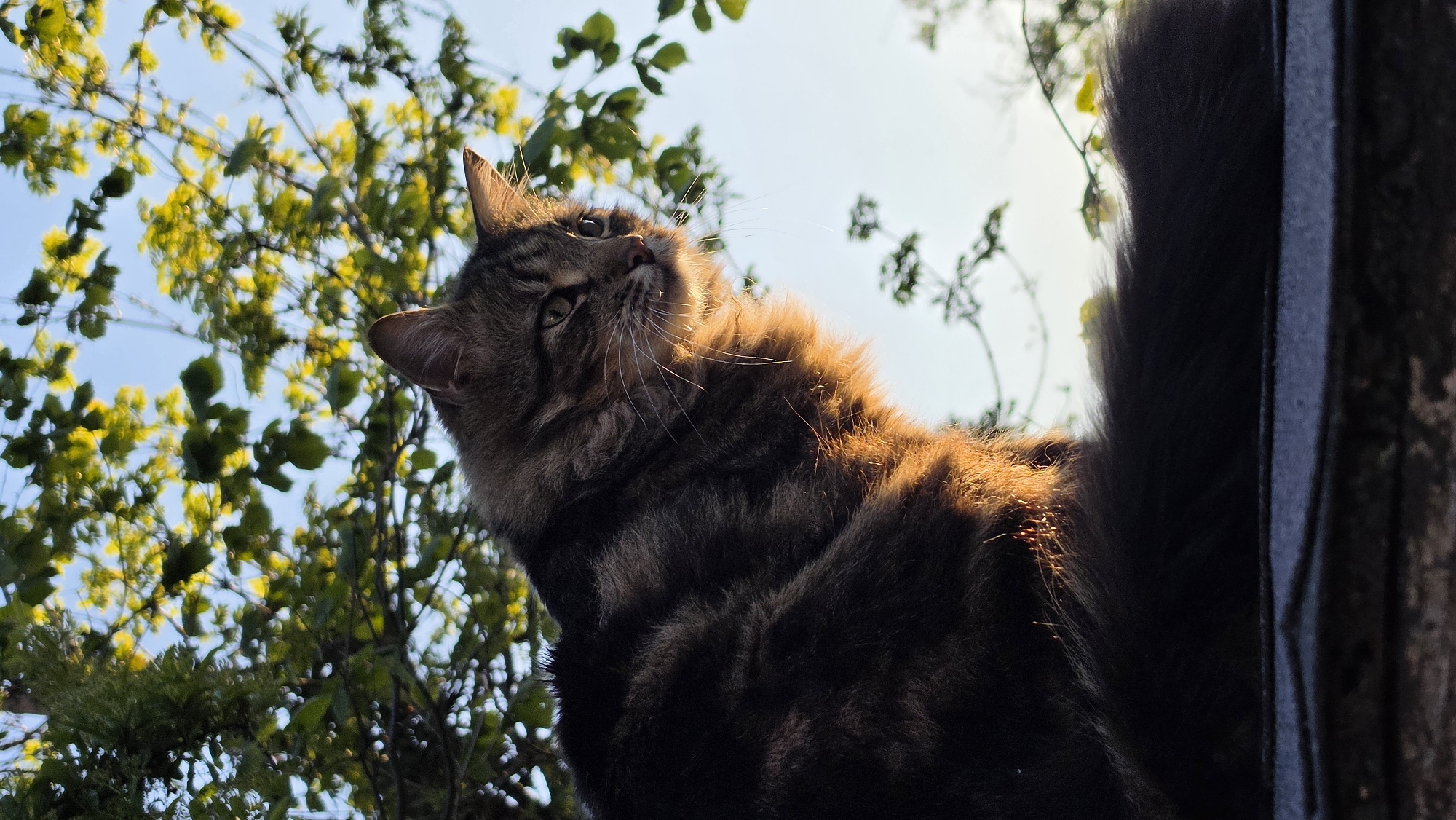 A low-angle shot captures a brown tabby cat looking up towards the sky, with green foliage filling the left side of the frame. Sunlight illuminates the cat's fur, creating a golden glow. The sky is visible in the background. A vertical dark object appears to the right of the cat's tail. The location and presence of people are not evident from the visual information.